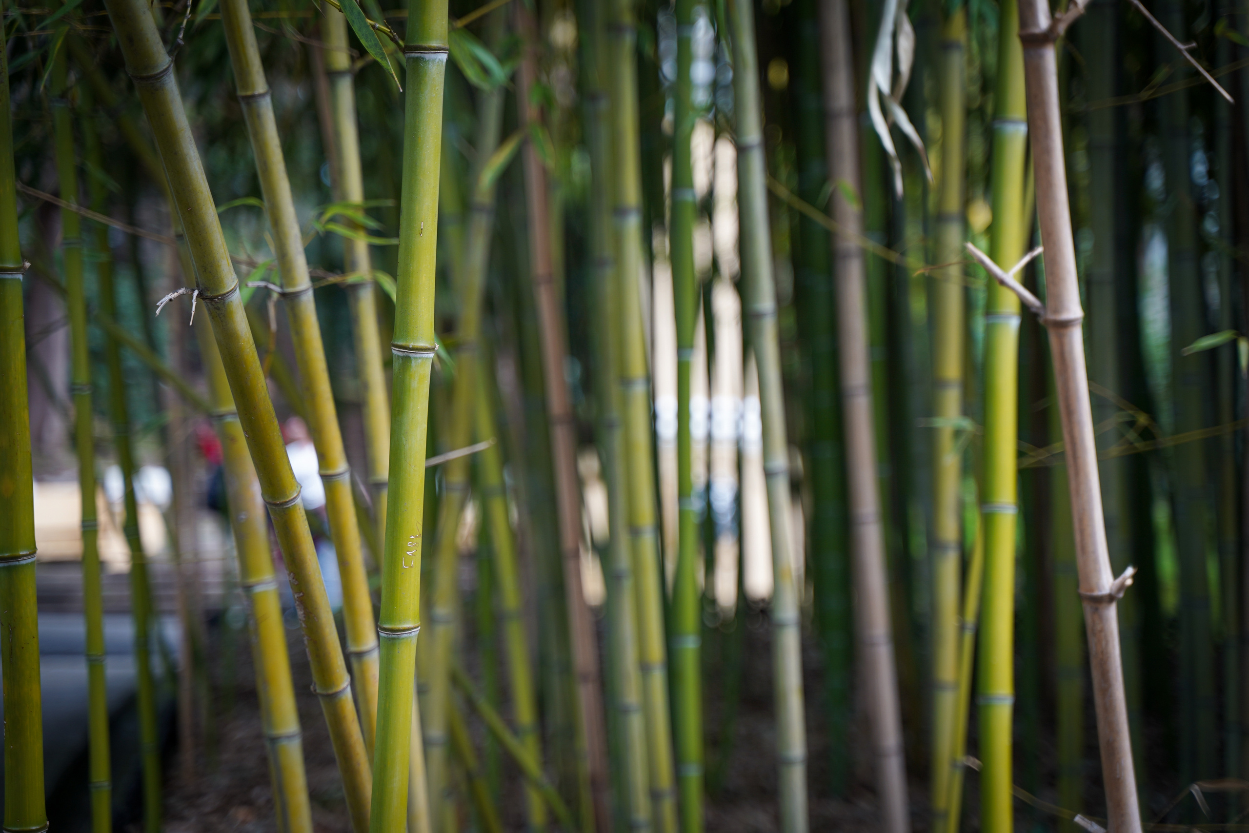 Фото Сочи 2023. Фотограф Наталья Погодина в г. Обнинске