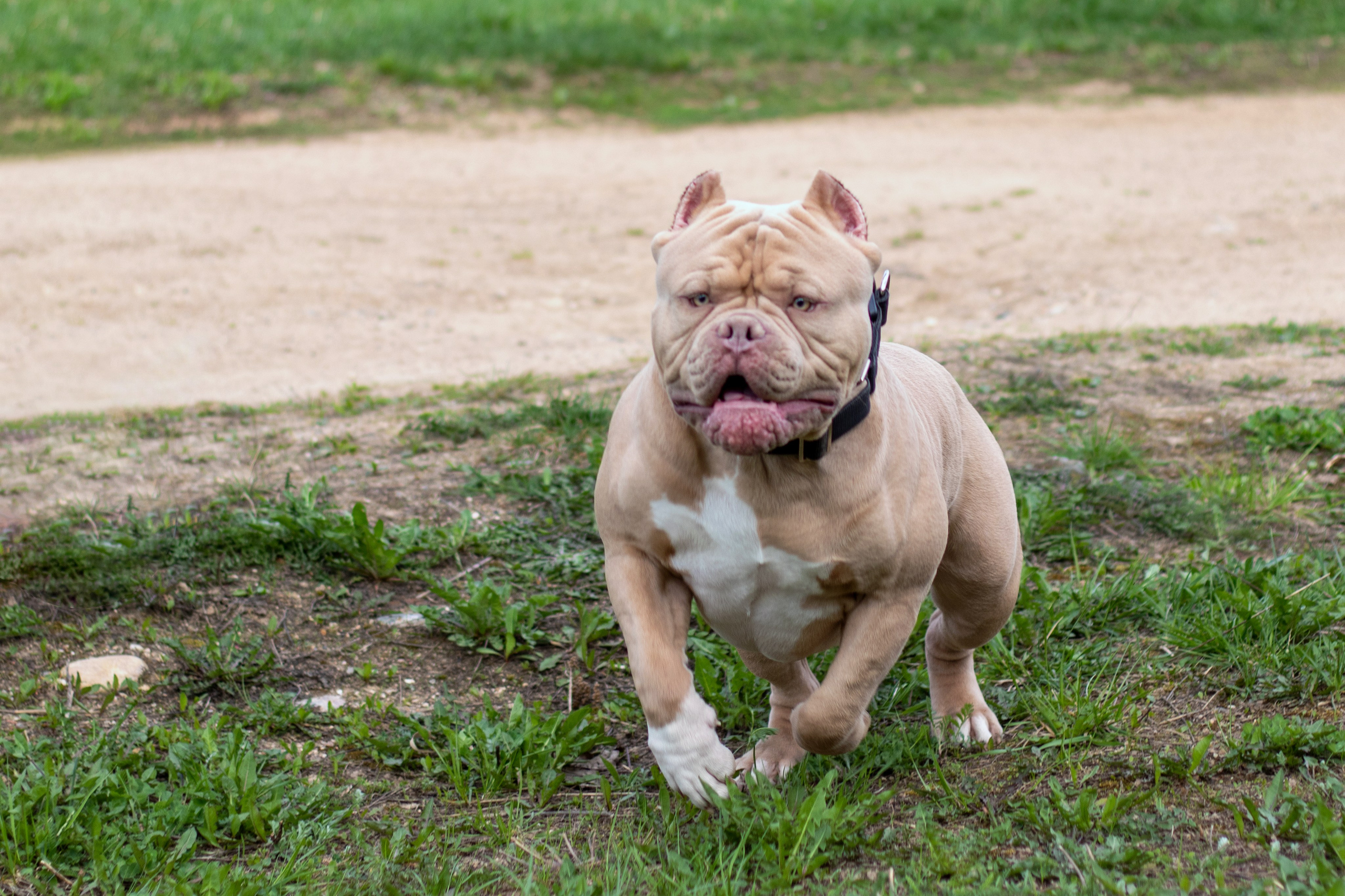 Собаки. Фотограф в Вязьме