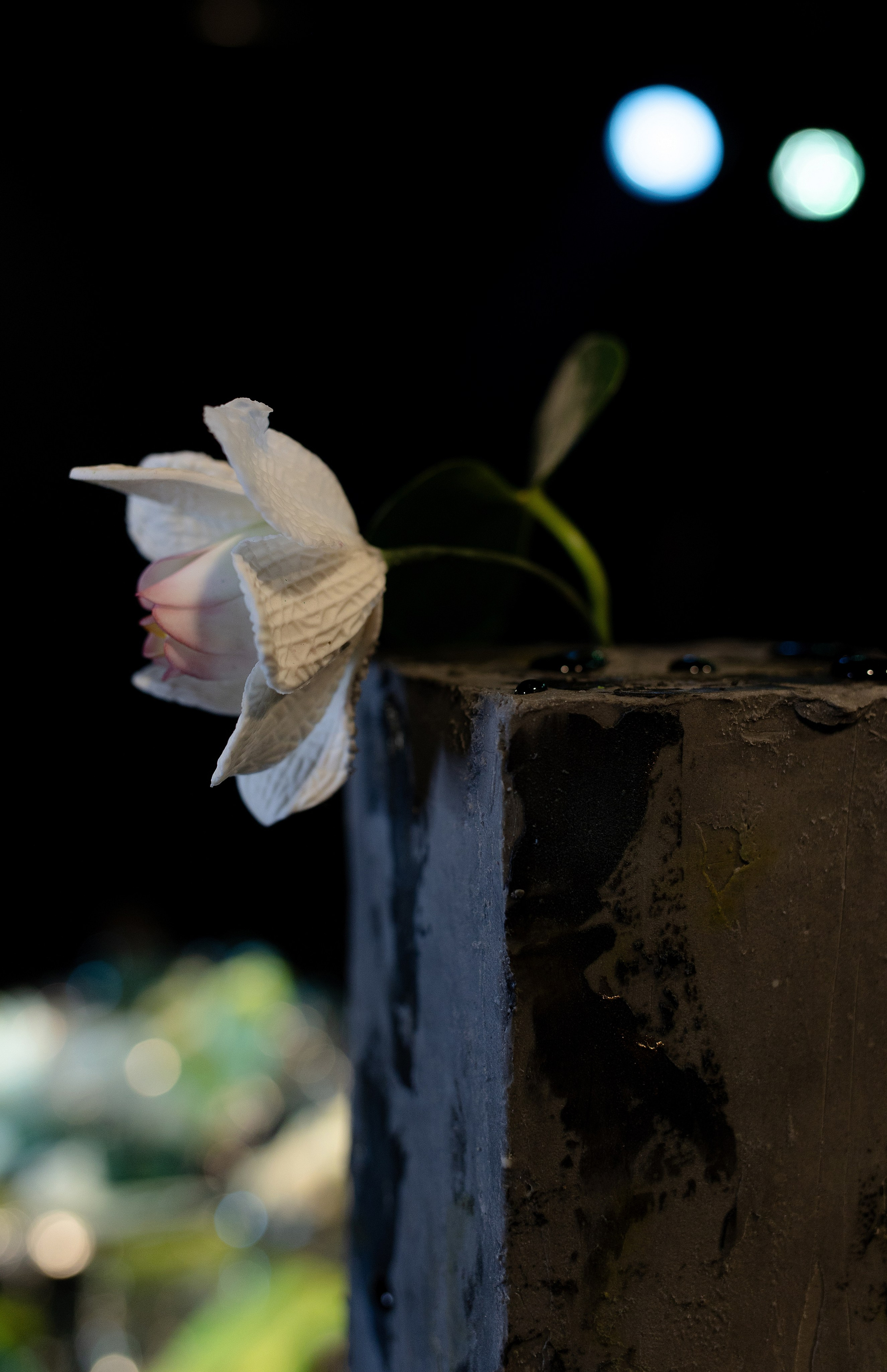 Asian garden. Свадебный и семейный фотограф в Самаре Стрельникова Ирина