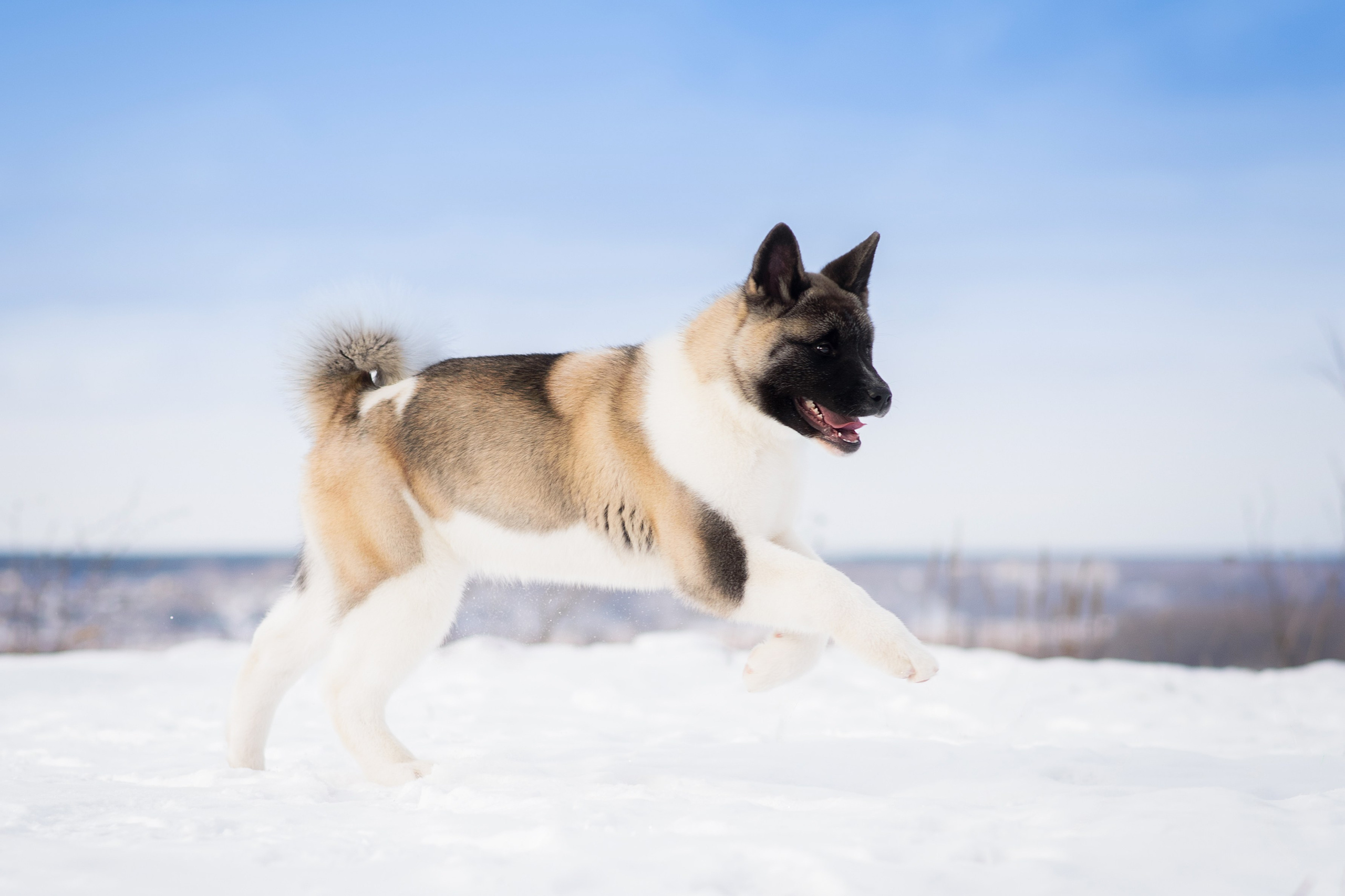 Эльза — 17.02.2025. Фотограф — Анималист | Анна Абрамова