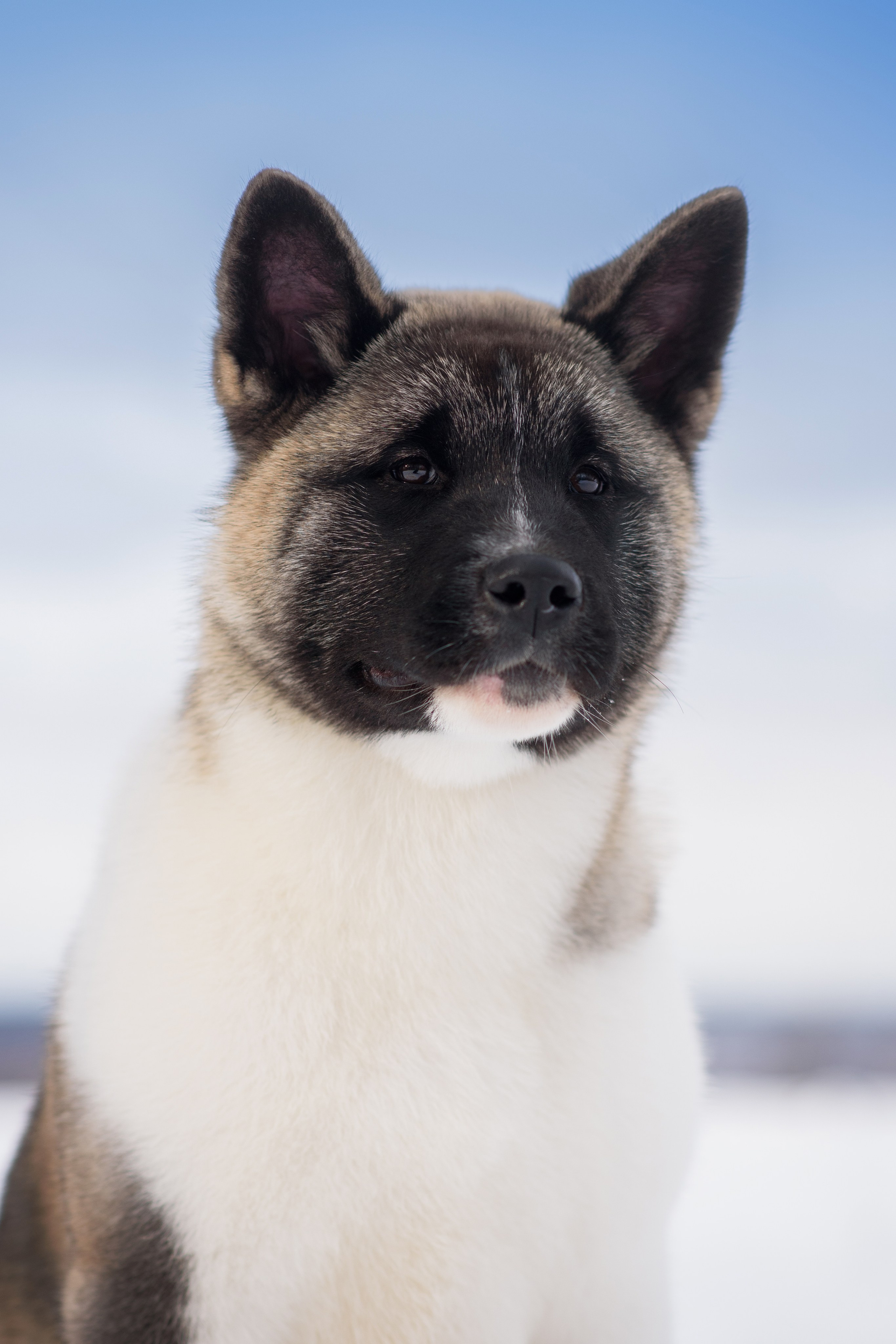 Эльза — 17.02.2025. Фотограф — Анималист | Анна Абрамова