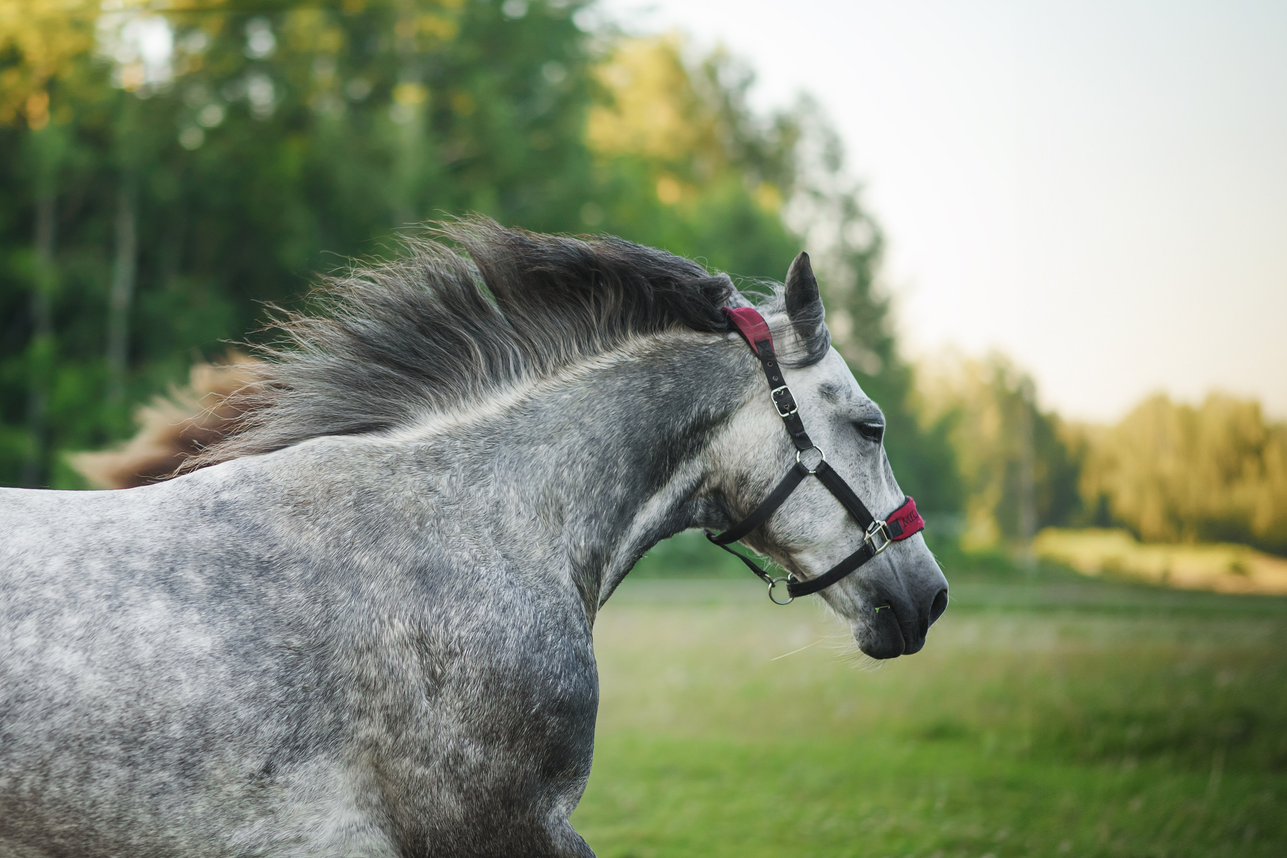 Дакар и Рамина — 29.06.2024. Фотограф — Анималист | Анна Абрамова