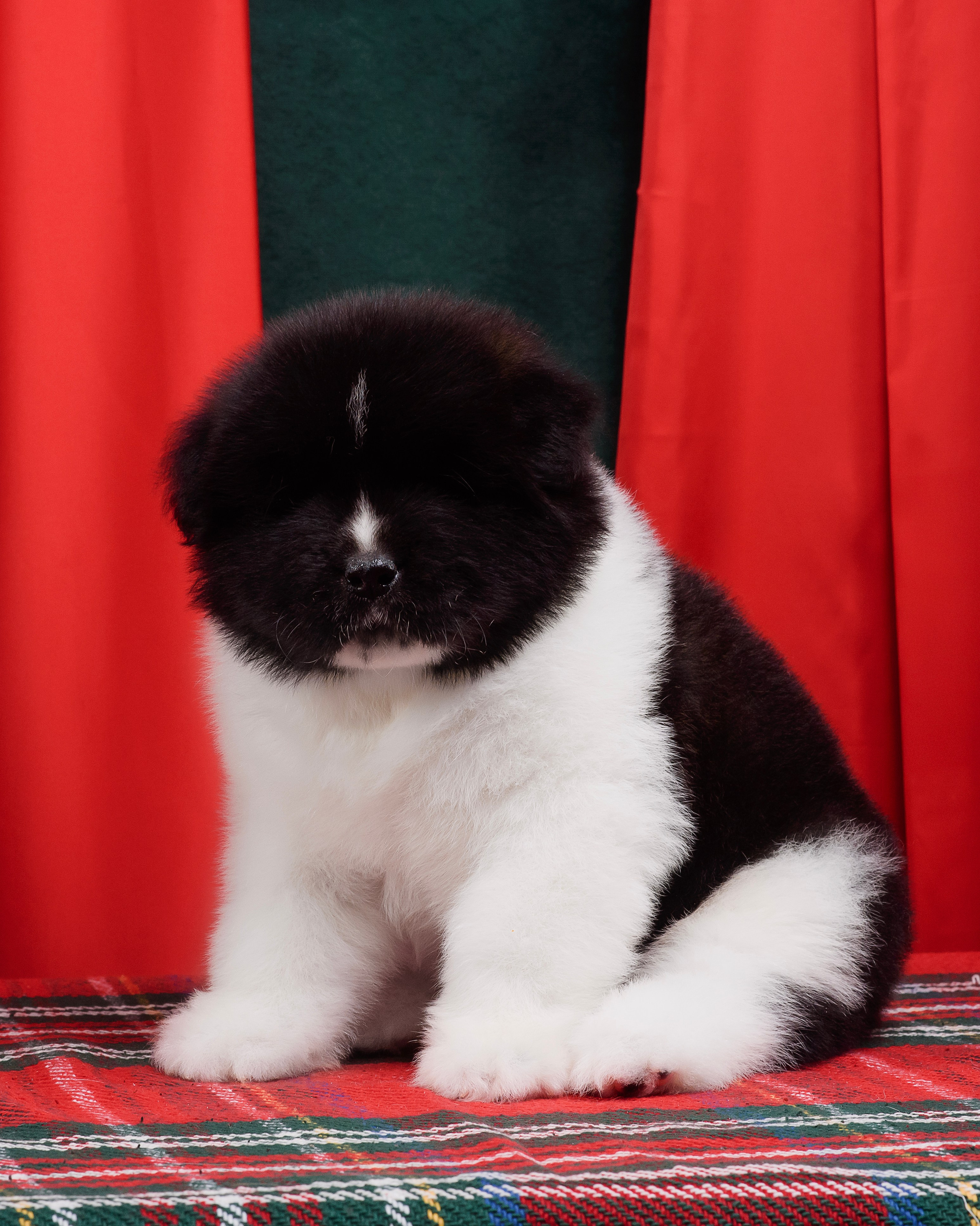 Щенки Американской Акиты. Фотограф — Анималист | Анна Абрамова