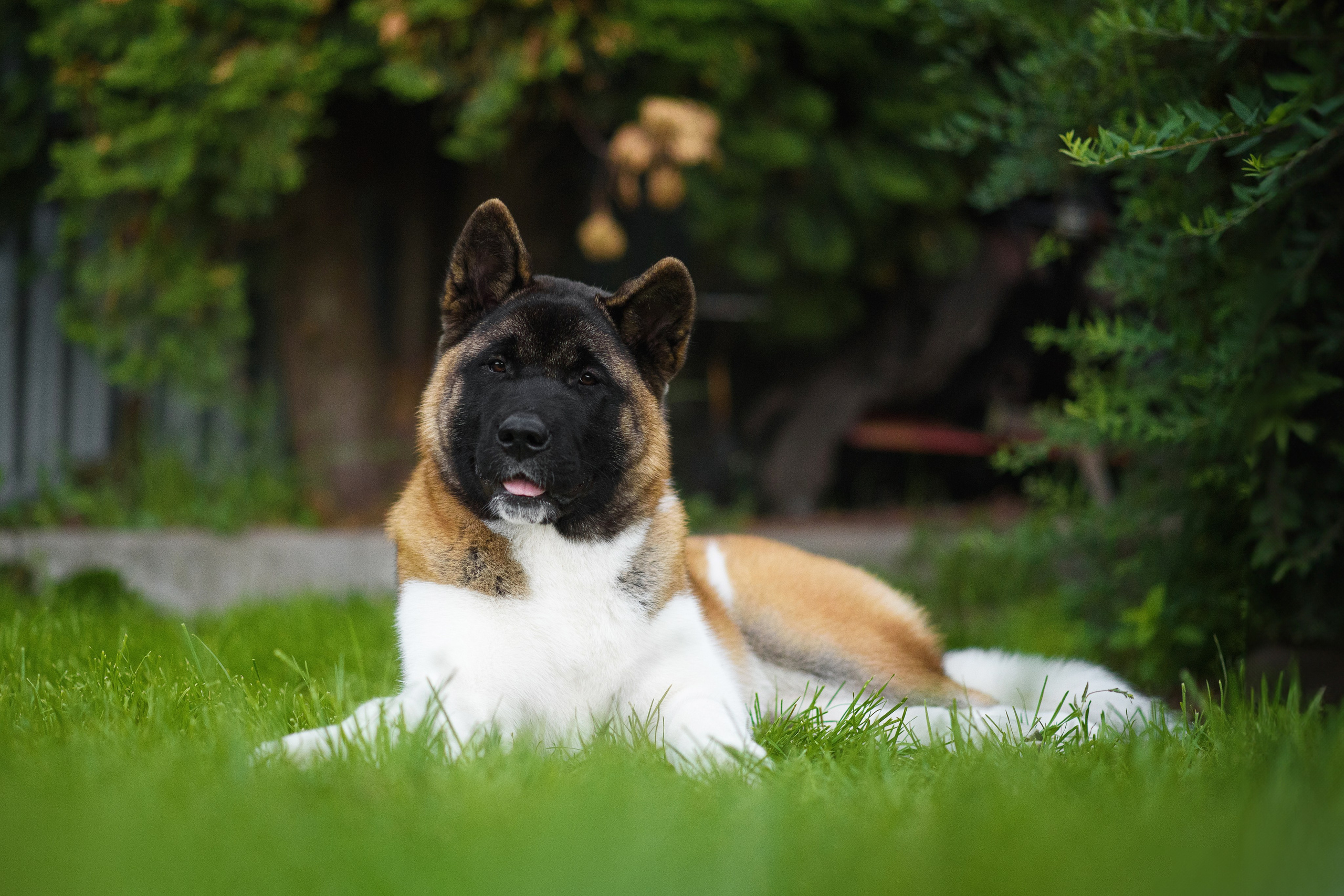 Луна — 21.06.2024. Фотограф — Анималист | Анна Абрамова