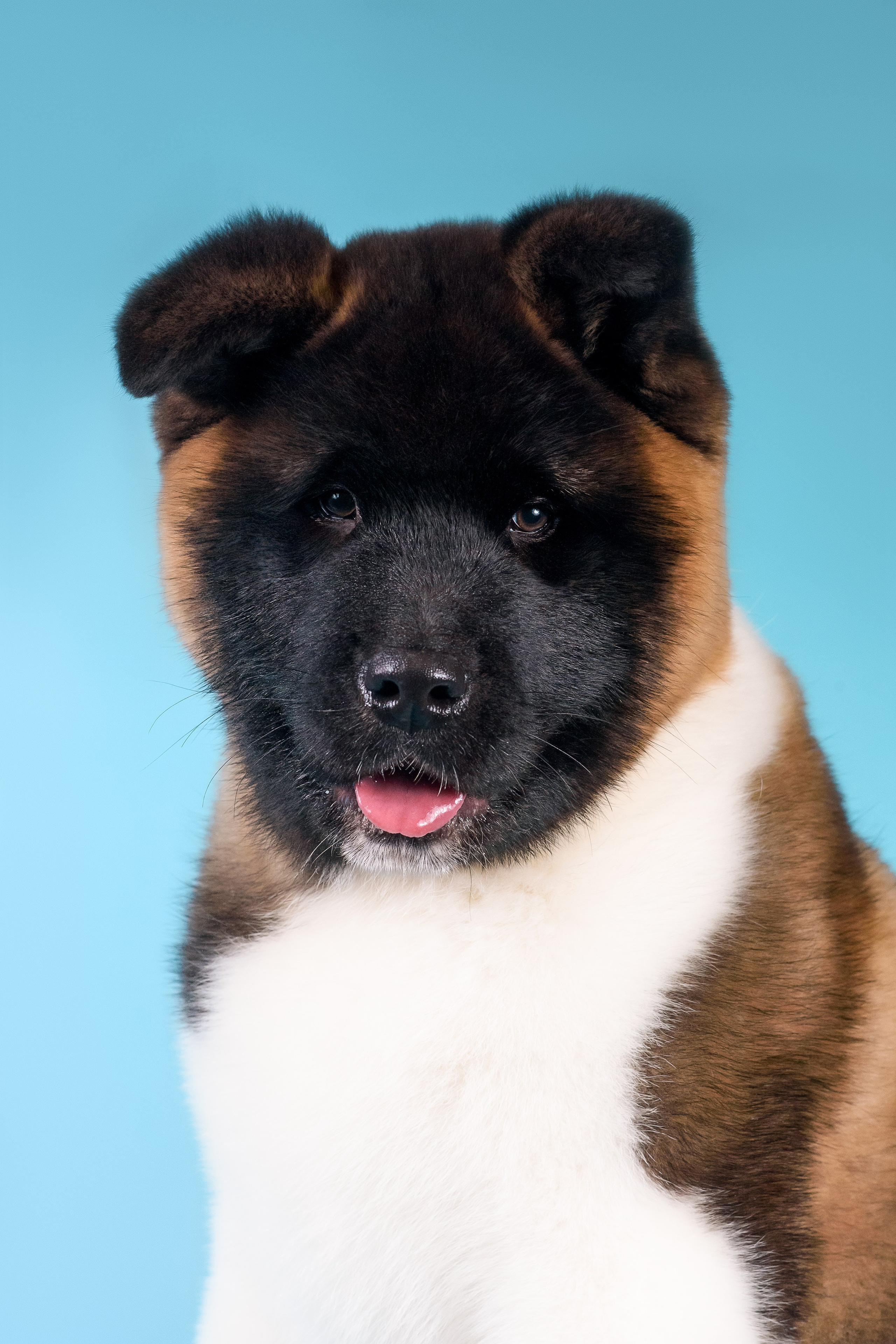 Илон и Оскар — 17.01.2025. Фотограф — Анималист | Анна Абрамова