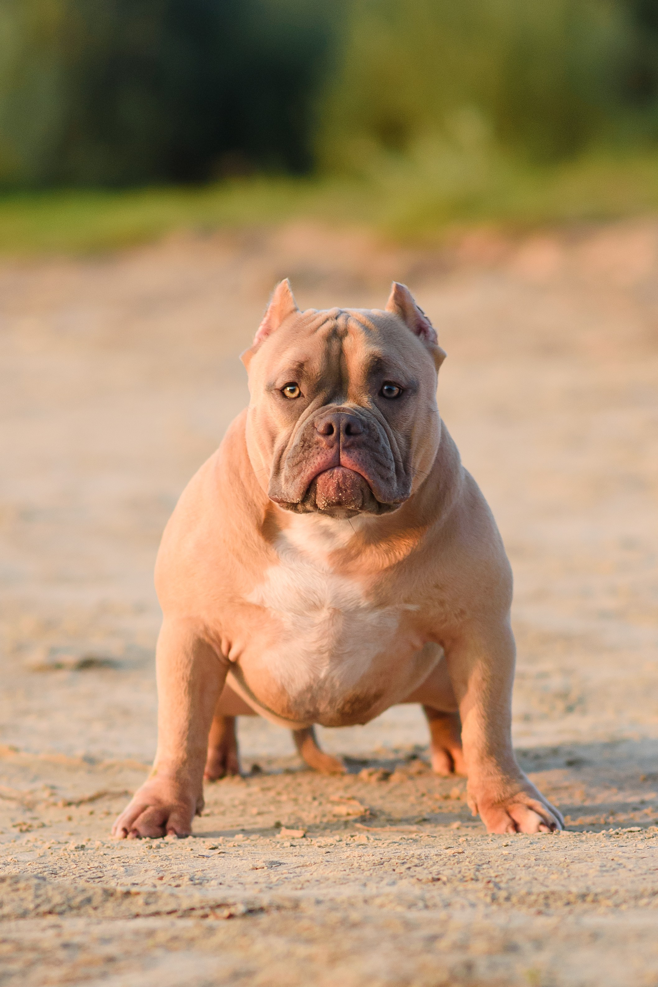 Аляска — Амбулли — 23.08.2024. Фотограф — Анималист | Анна Абрамова