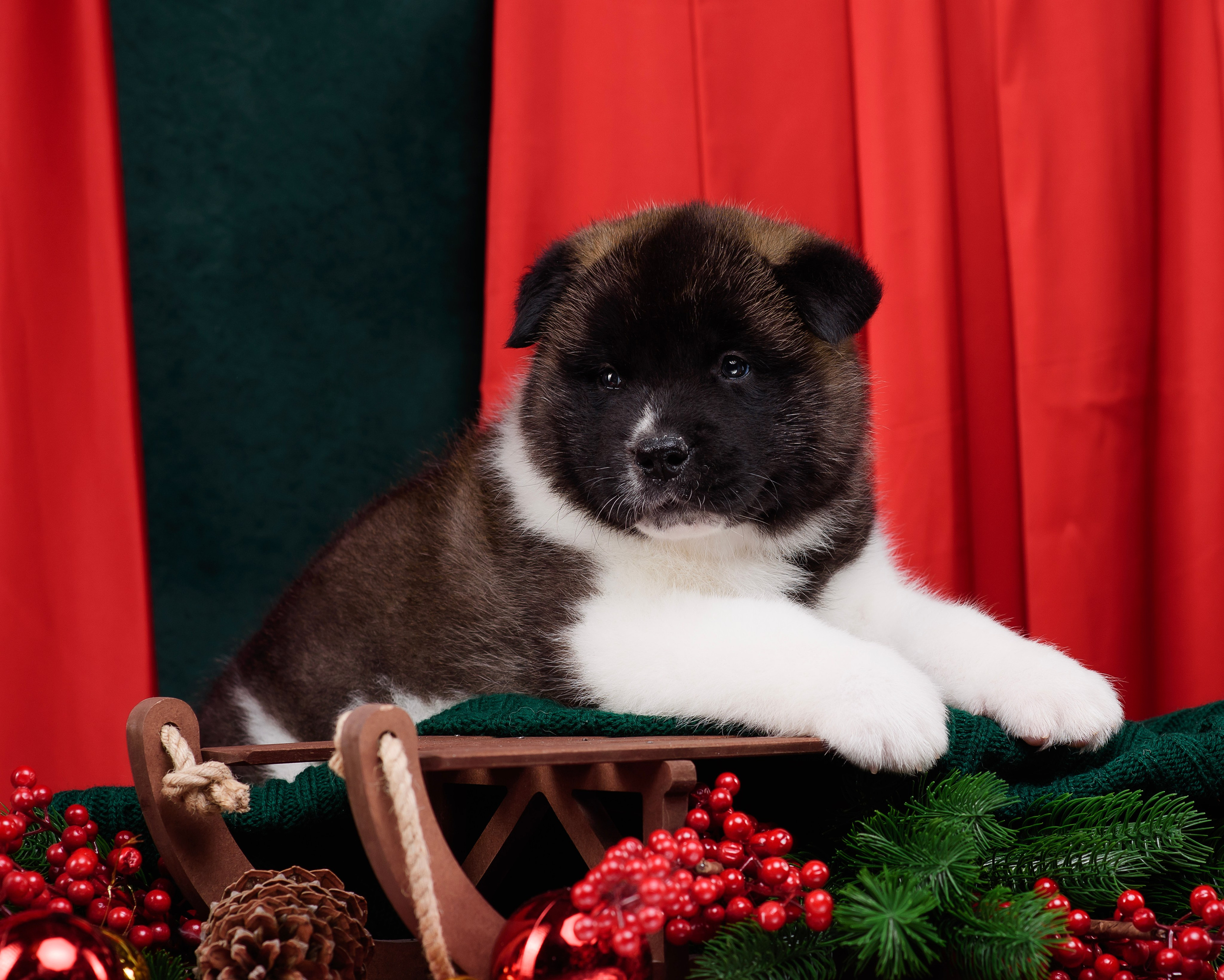 Щенки Американской Акиты. Фотограф — Анималист | Анна Абрамова