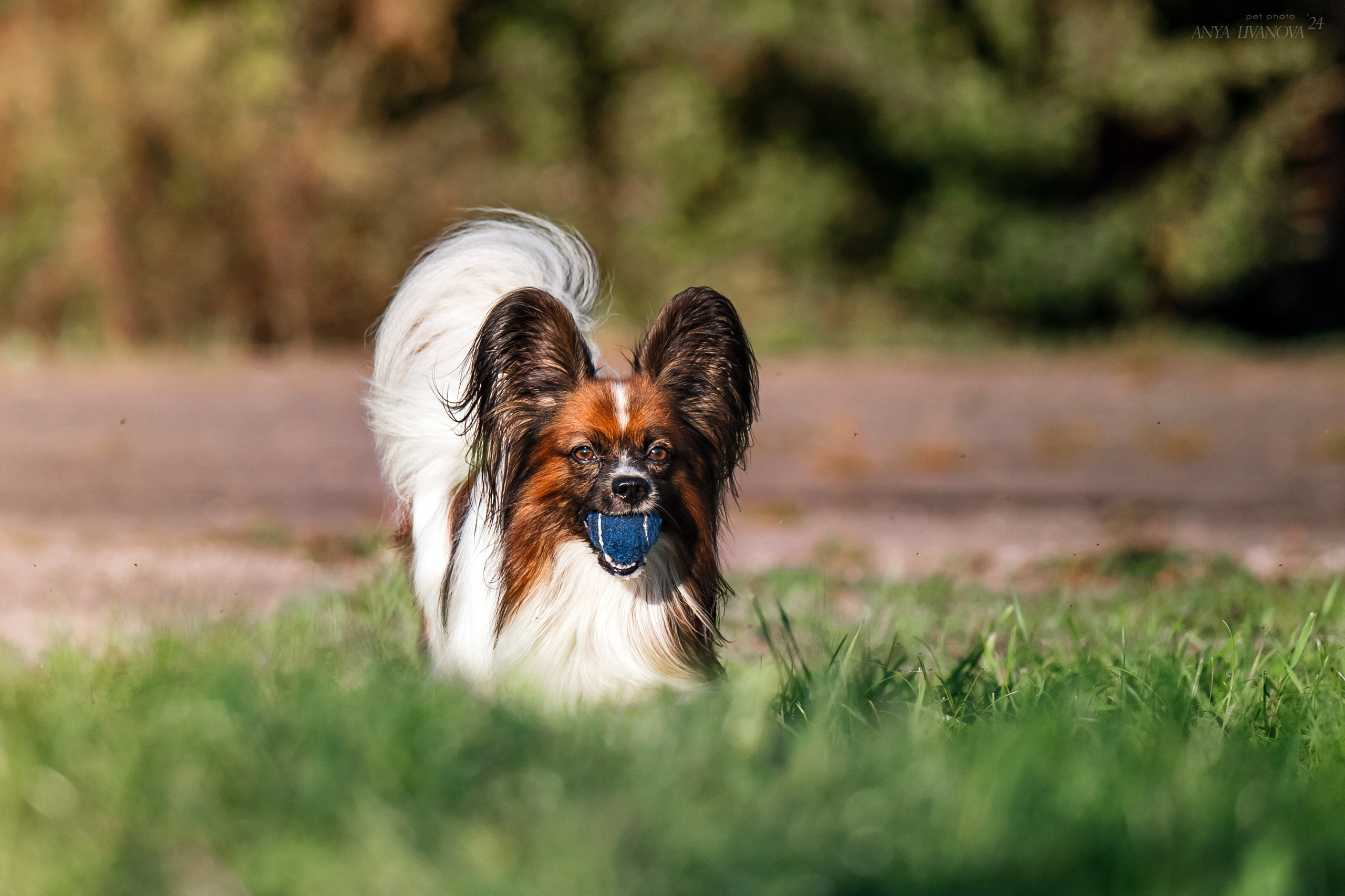 Ралли обидиенс. Фотограф анималист Аня Ливанова | Рыбинск