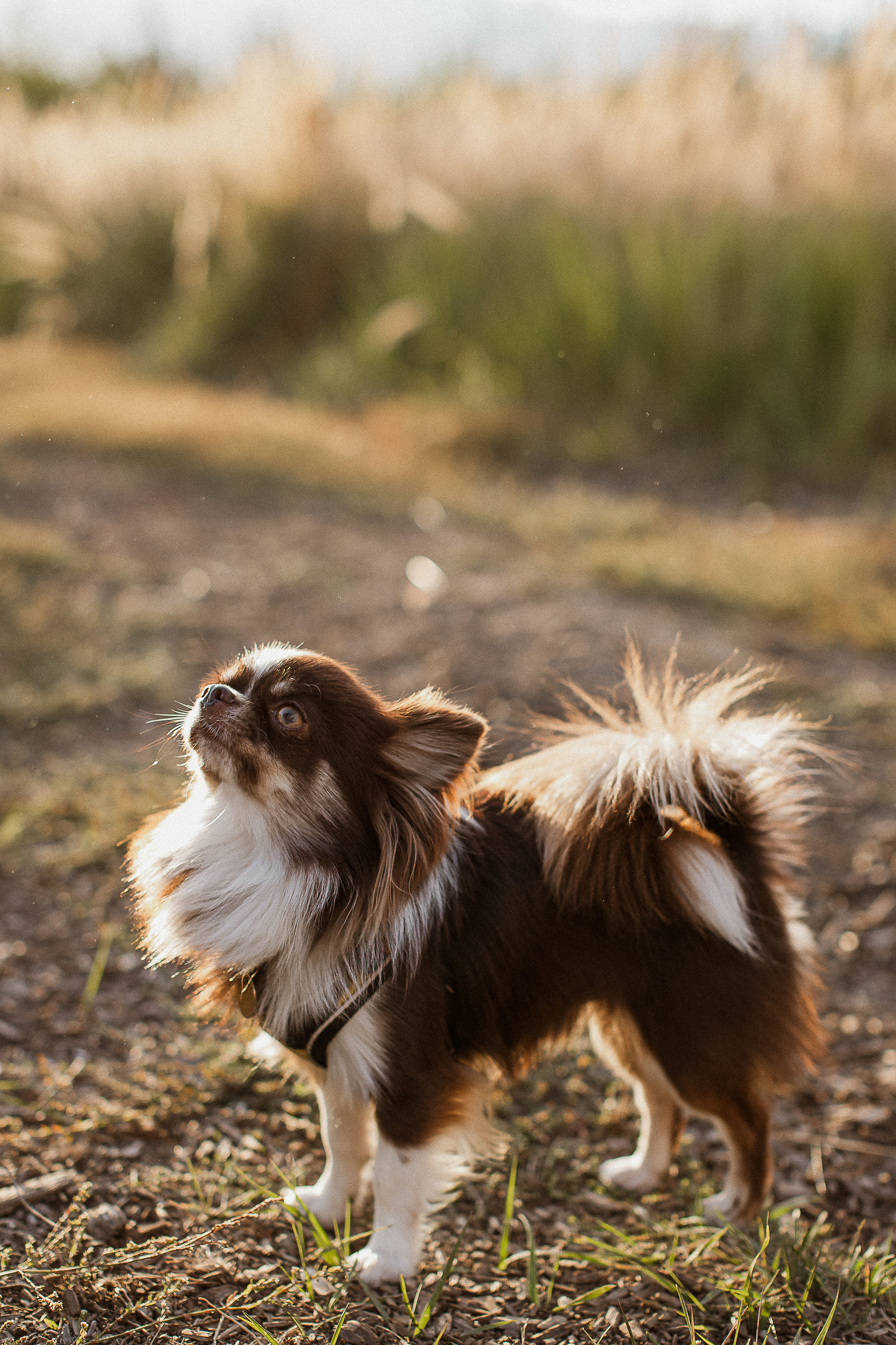 Даша+Женя=Лев и Поля. Your story in photos