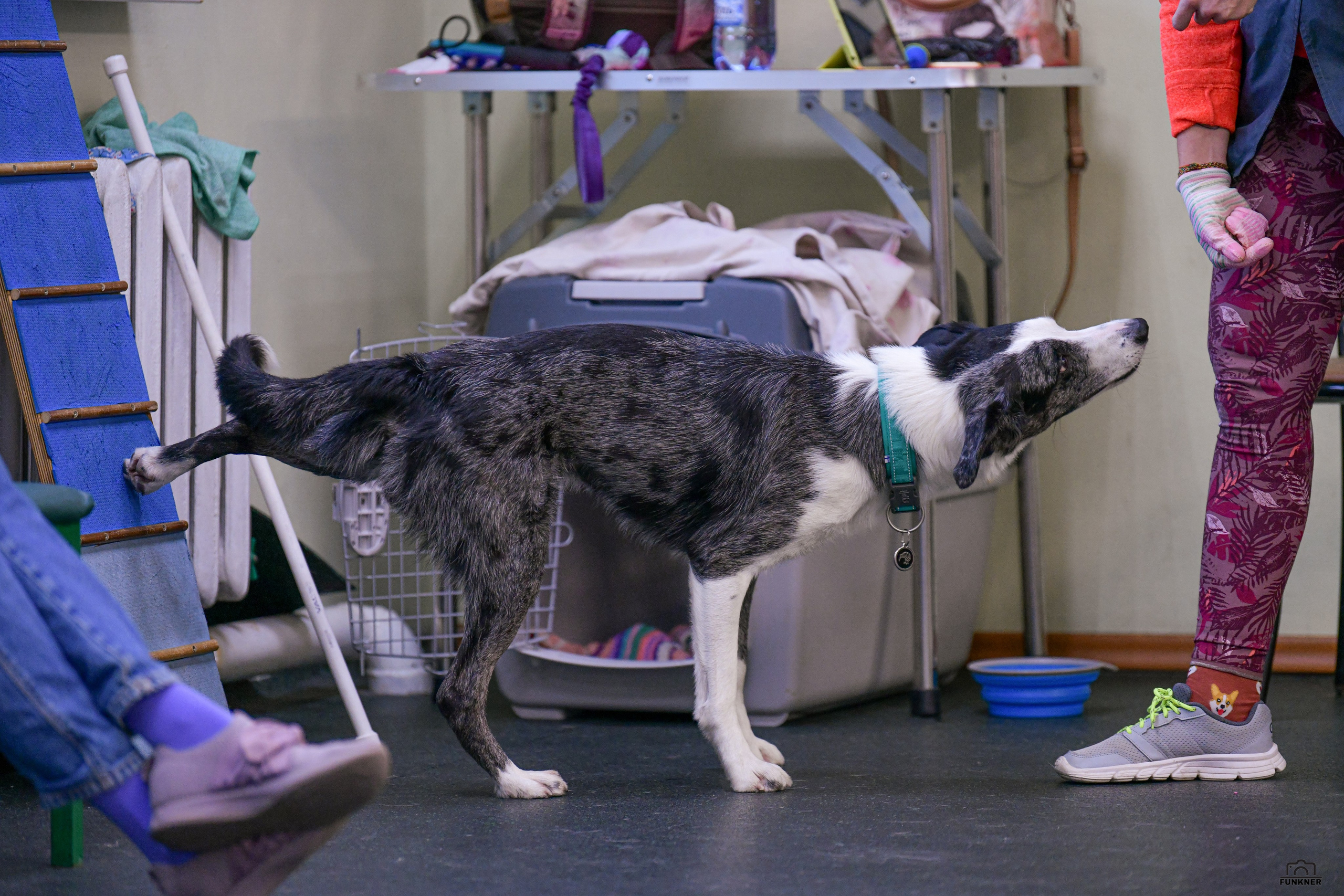 Кинологический клуб «Бодрый хвост». Свой взгляд через объектив