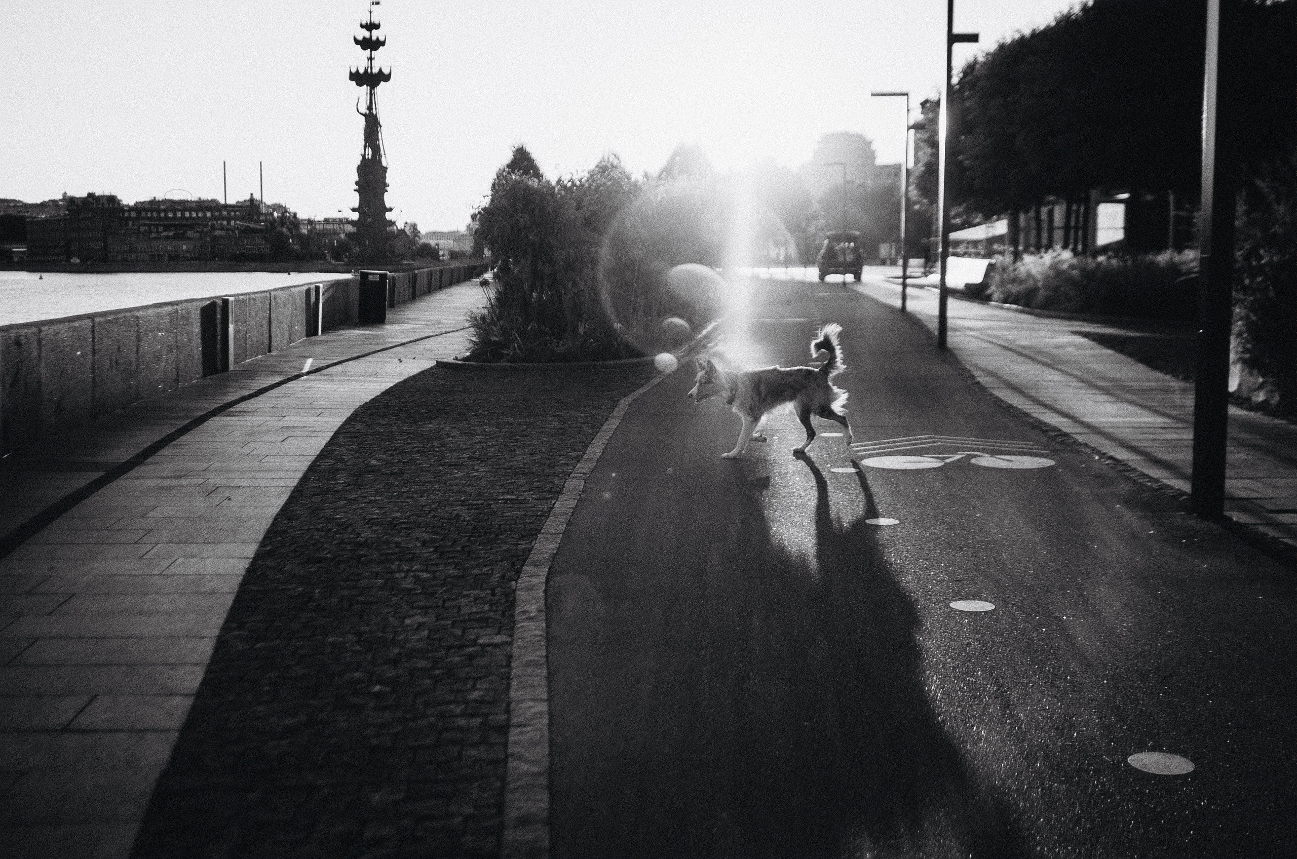 Аня и Дэймон. Фотограф-анималист Богданова Полина