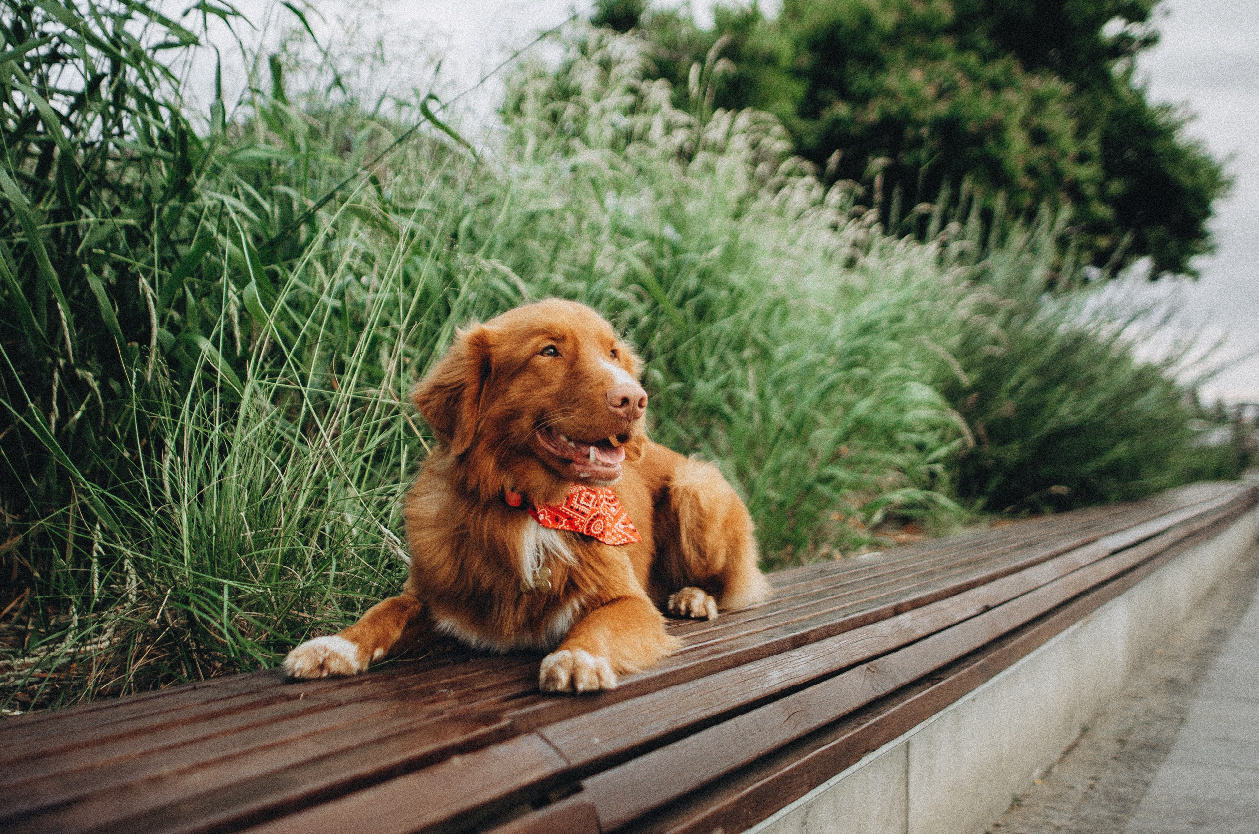 Алина и Бис. Фотограф-анималист Богданова Полина