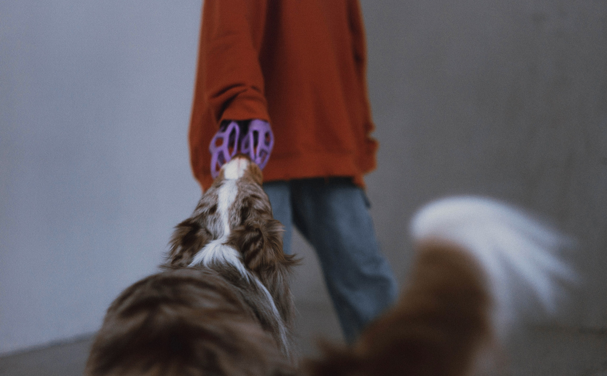 Аня и Дэймон. Фотограф-анималист Богданова Полина