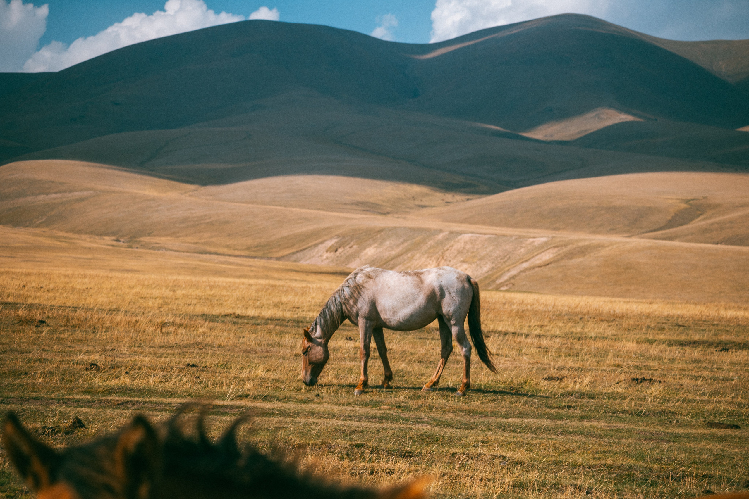 Поездка на плато Ассы и за пределами. Экскурсии и туры по Алматы