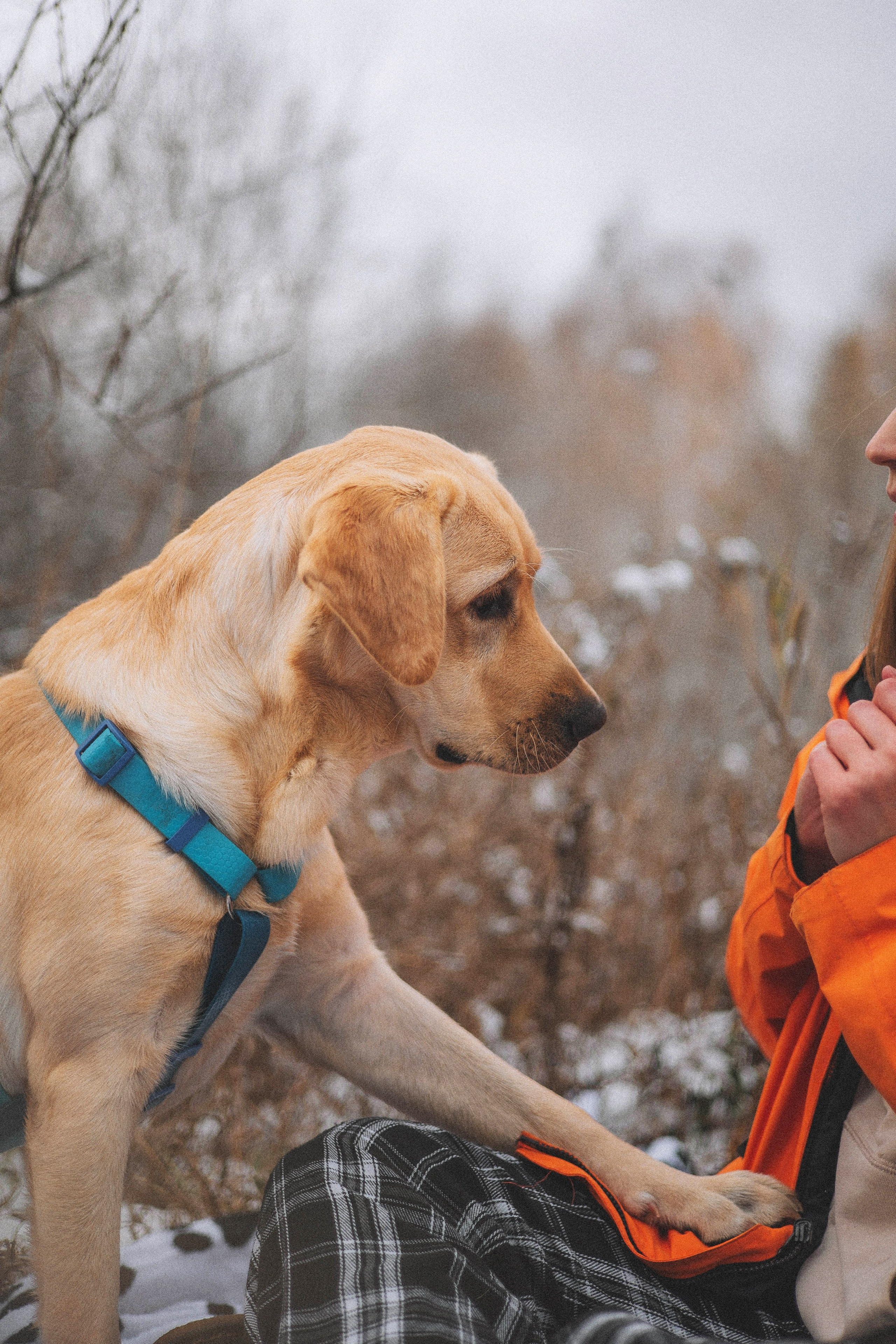 Маргарита и Варди. Фотограф-анималист Богданова Полина