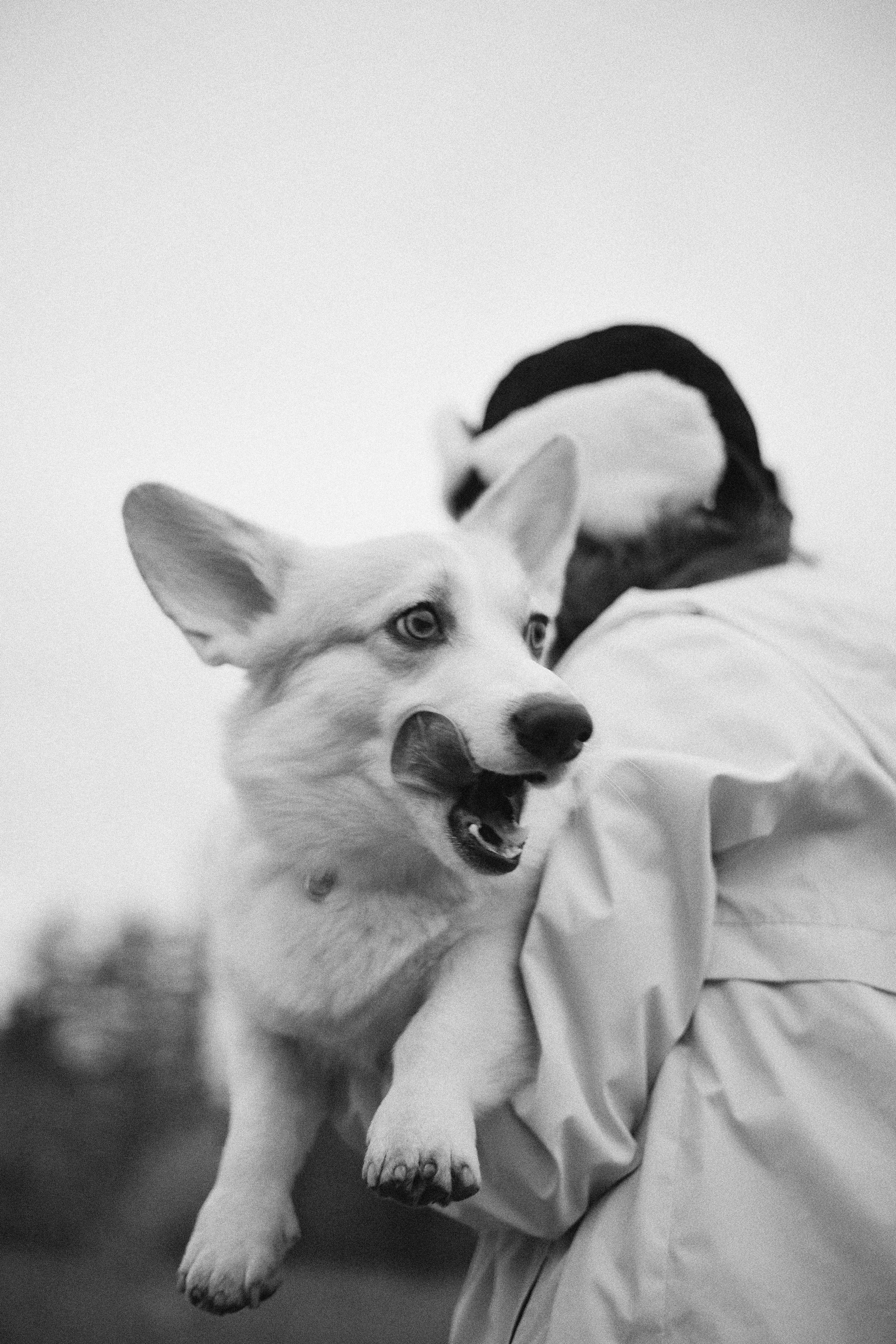 Юля и барри. Фотограф-анималист Богданова Полина