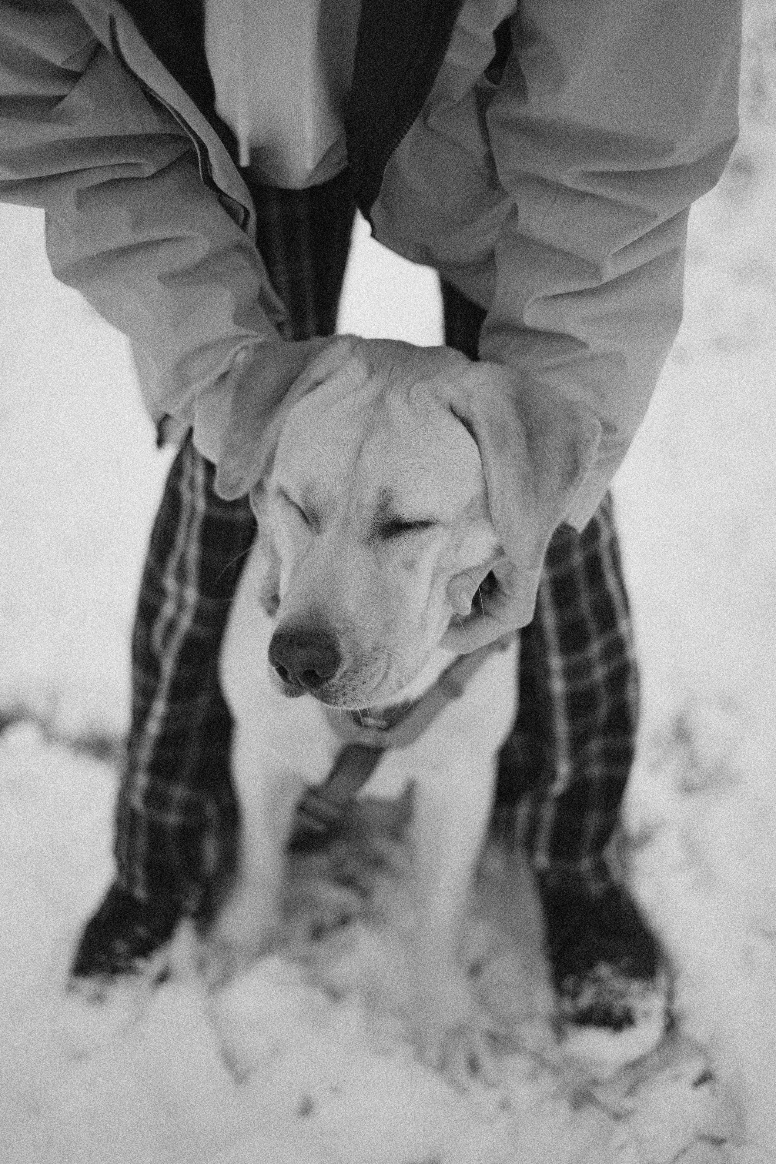 Маргарита и Варди. Фотограф-анималист Богданова Полина