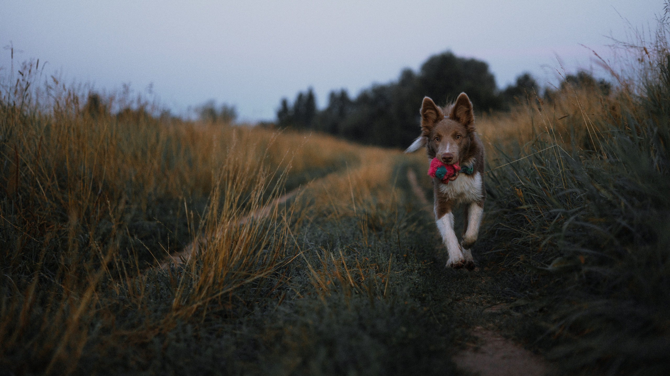 Полина и Паддингтон. Фотограф-анималист Богданова Полина