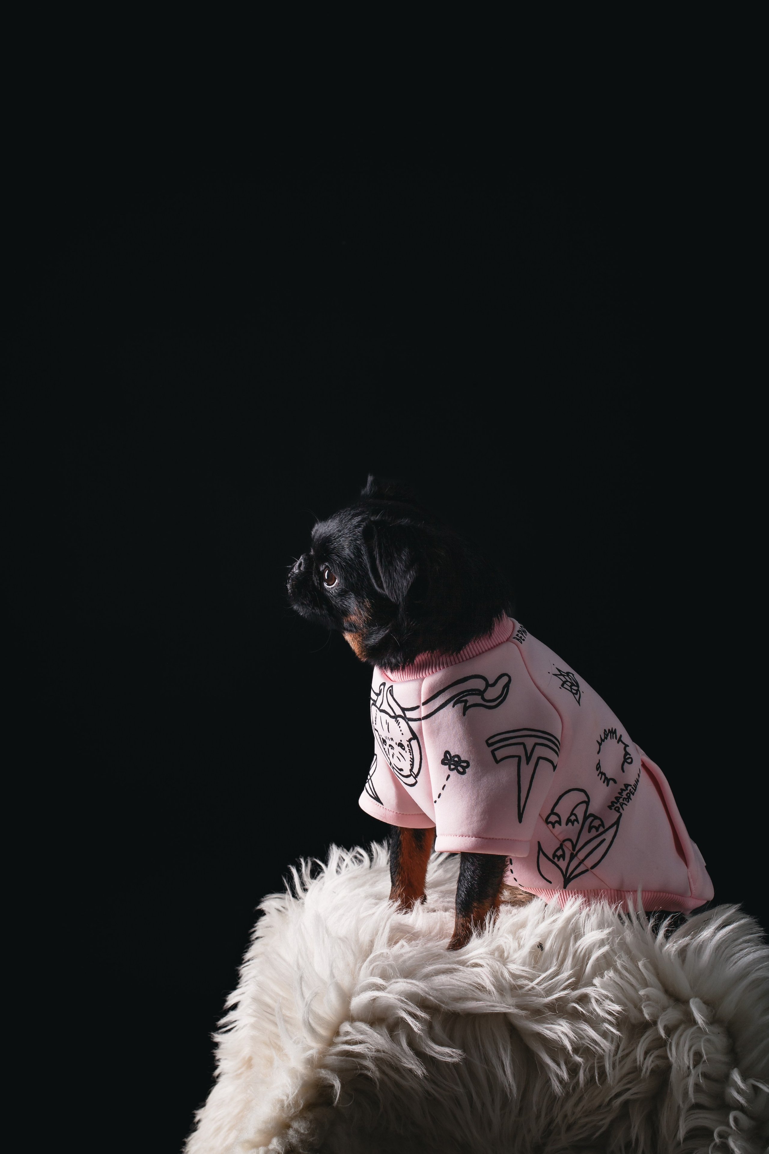 Студийная фотосессия с цветным светом. Фотограф-анималист Татьяна Степанова