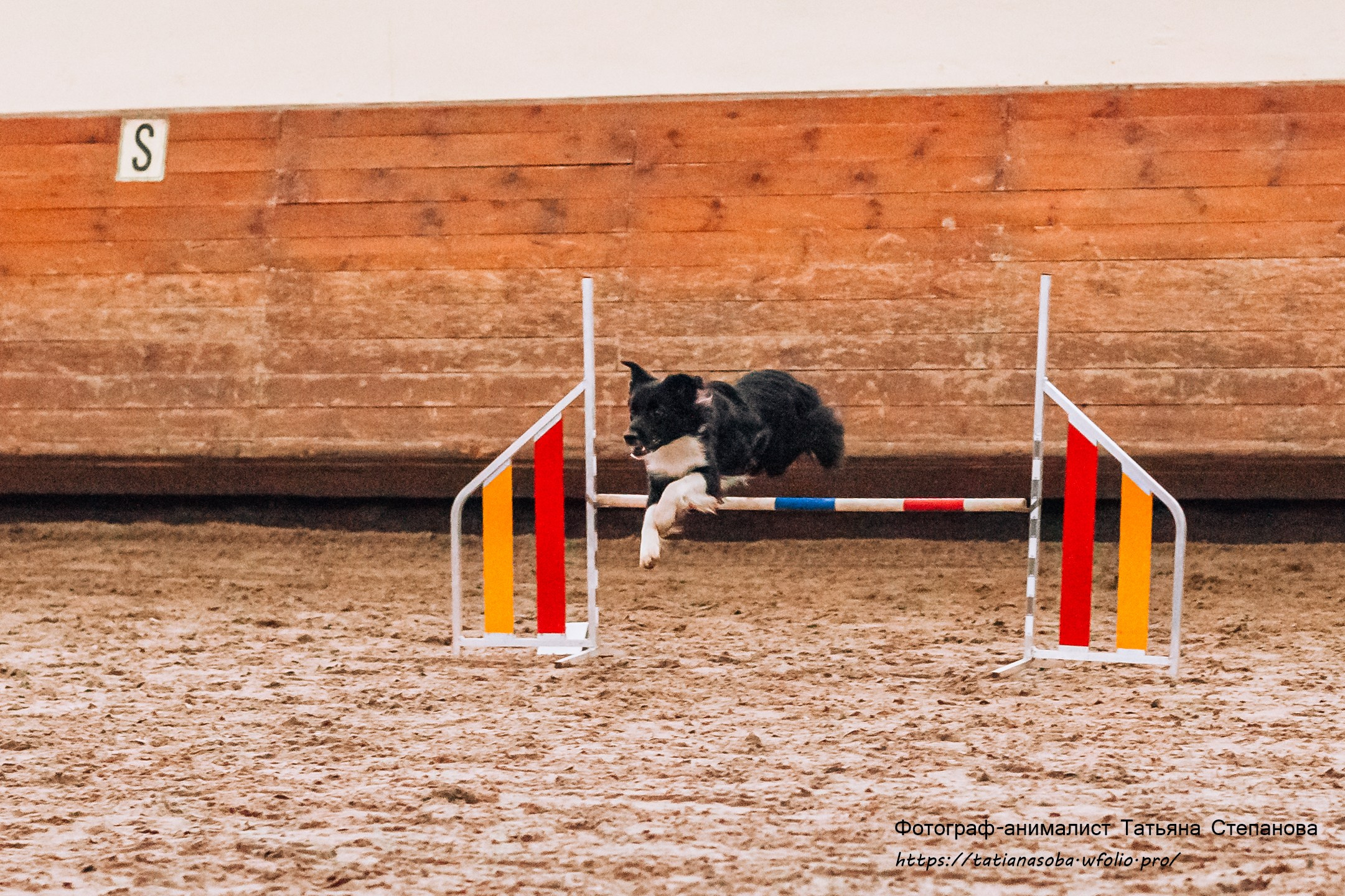 Соревнования по Аджилити 25.02.2024. Фотограф-анималист Татьяна Степанова