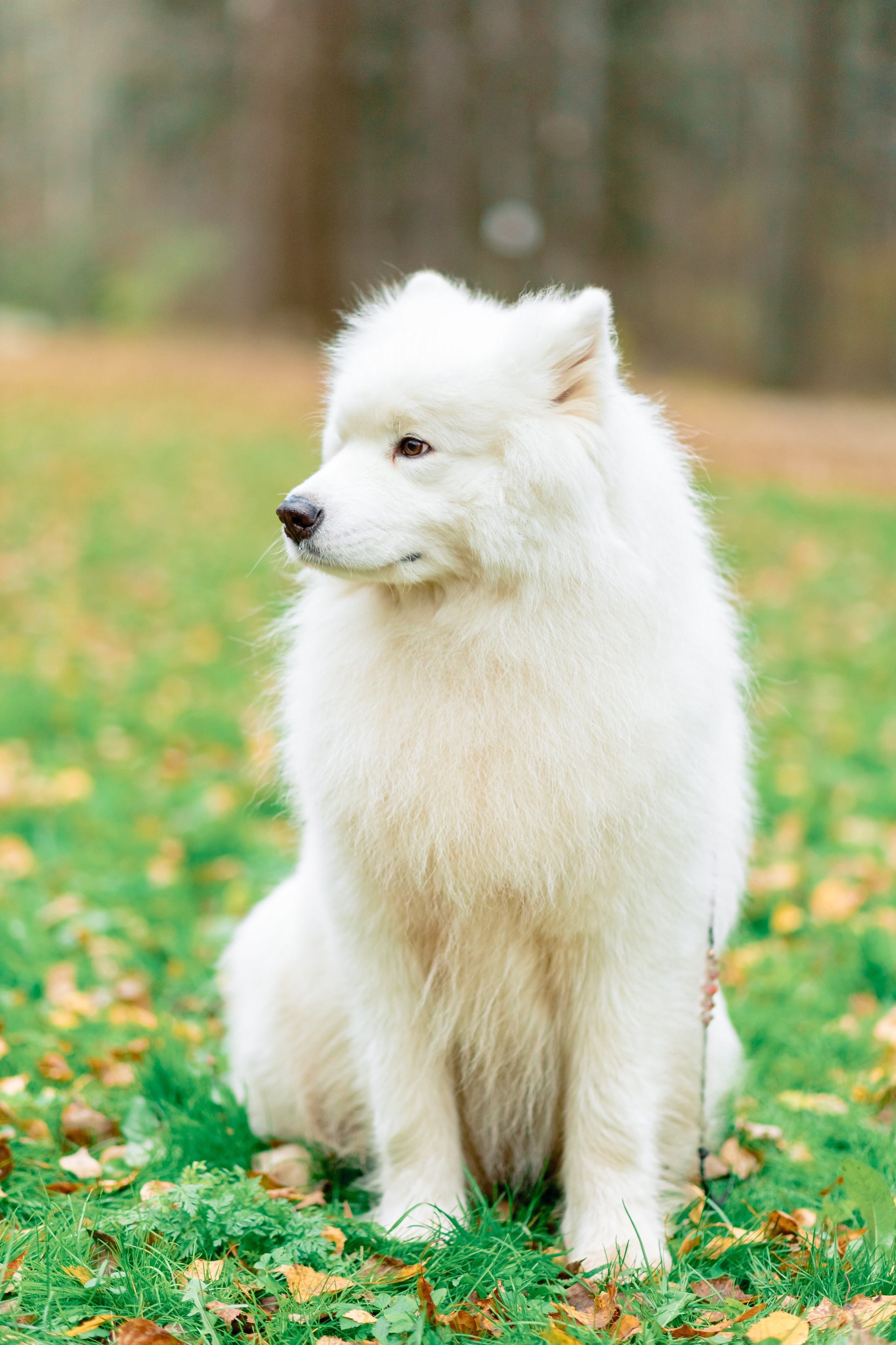 Элина и Велес. Профессиональный фотограф в Ижевске Леша Петров