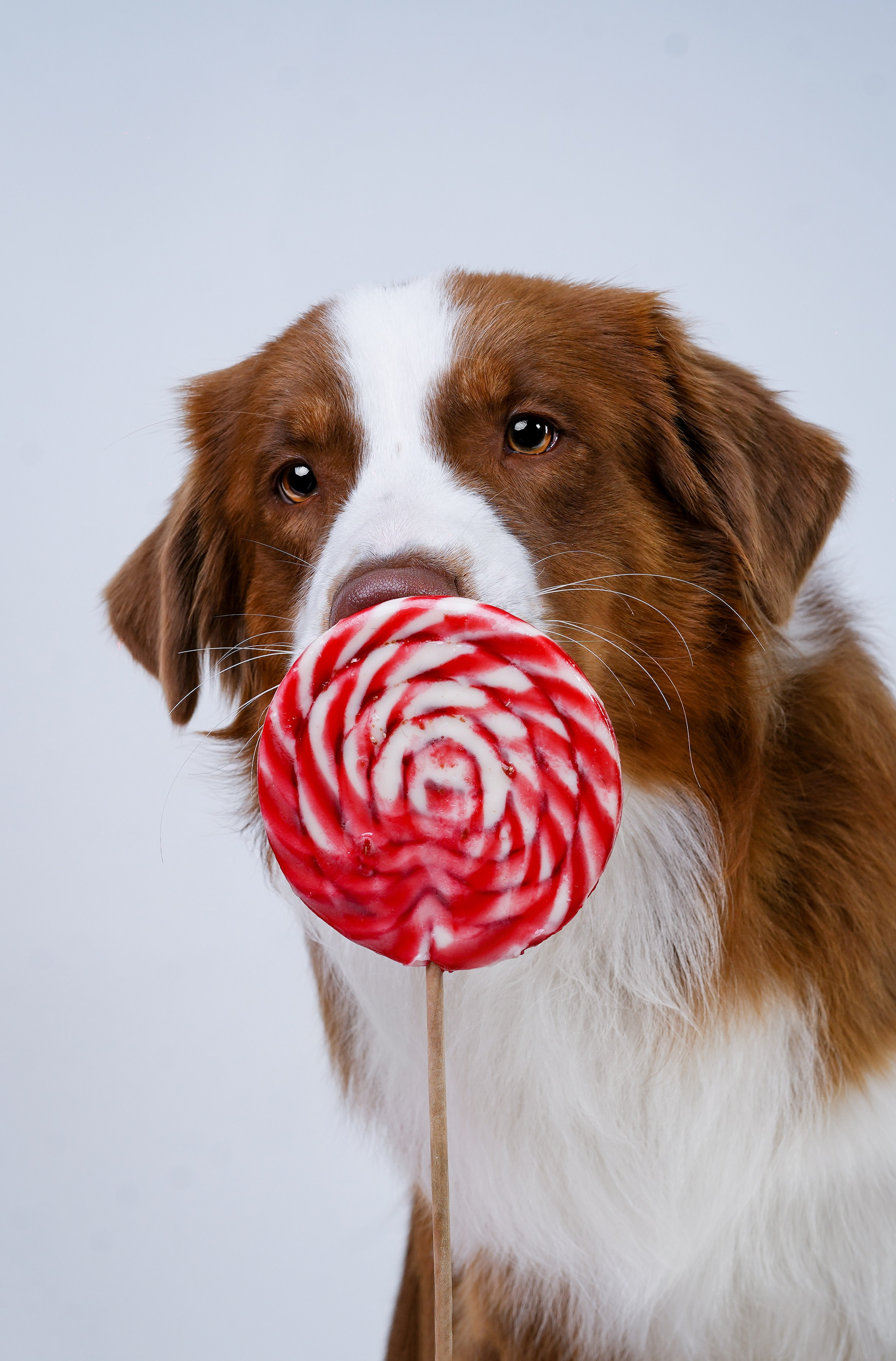 Ксюша, сиба Тэффи и австралийцы Арчи и Нэо. Фотограф-анималист в Санкт-Петербурге Яна Мартынова