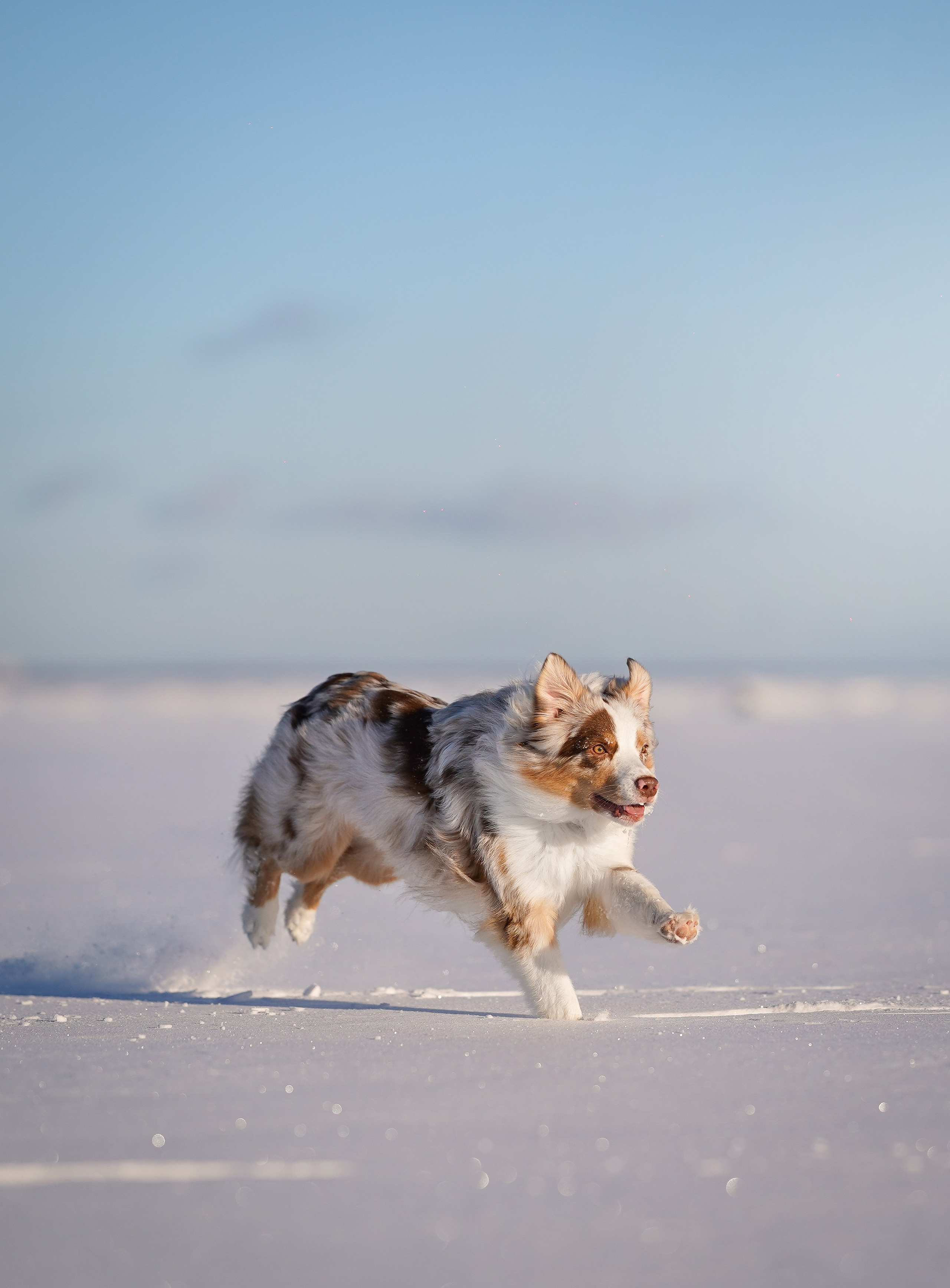 Панда март. Фотограф-анималист в Санкт-Петербурге Яна Мартынова