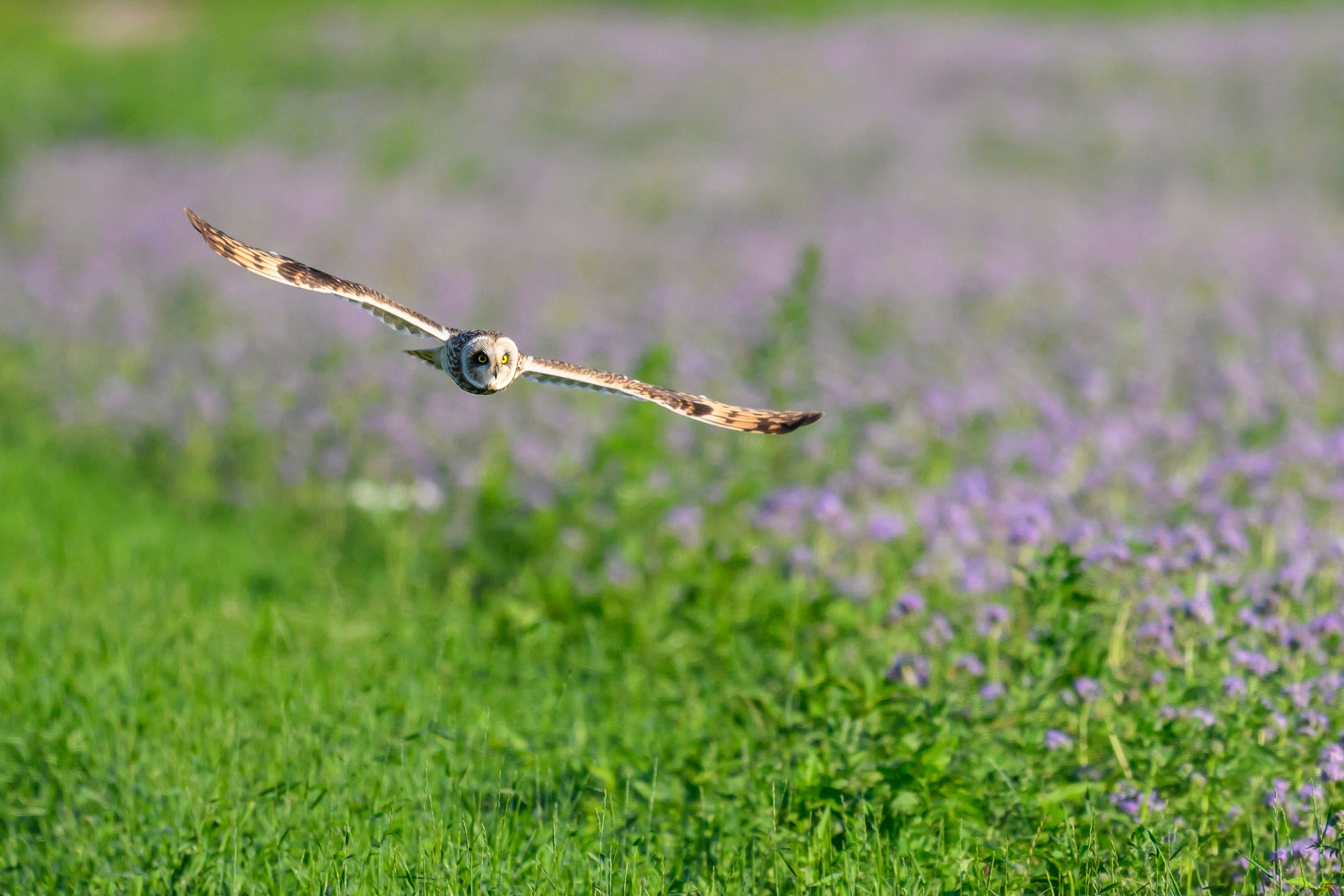 Охота совы. Фотограф Сергей Пупонин