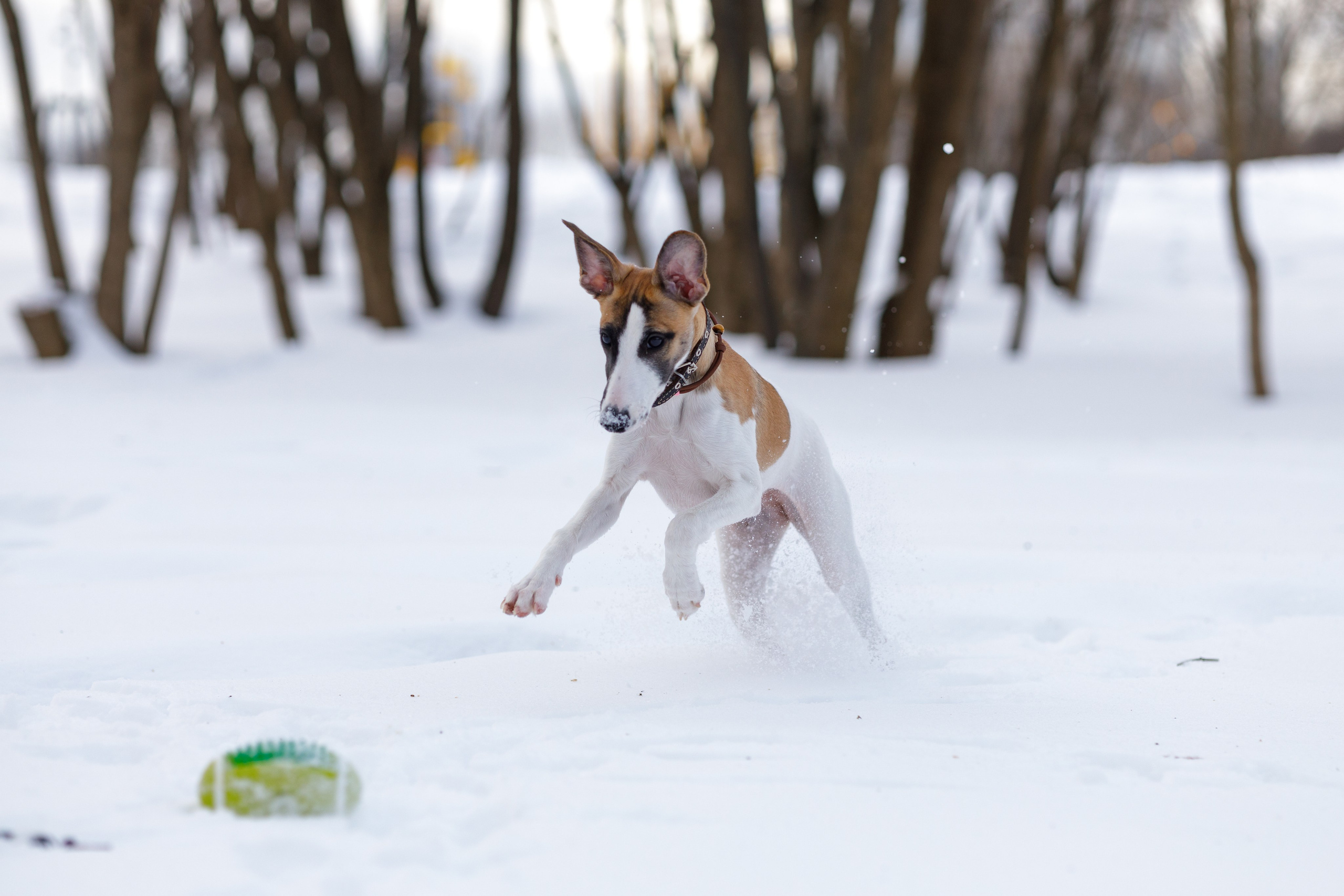 Ланди. Анна Самохина. Фотограф. Москва