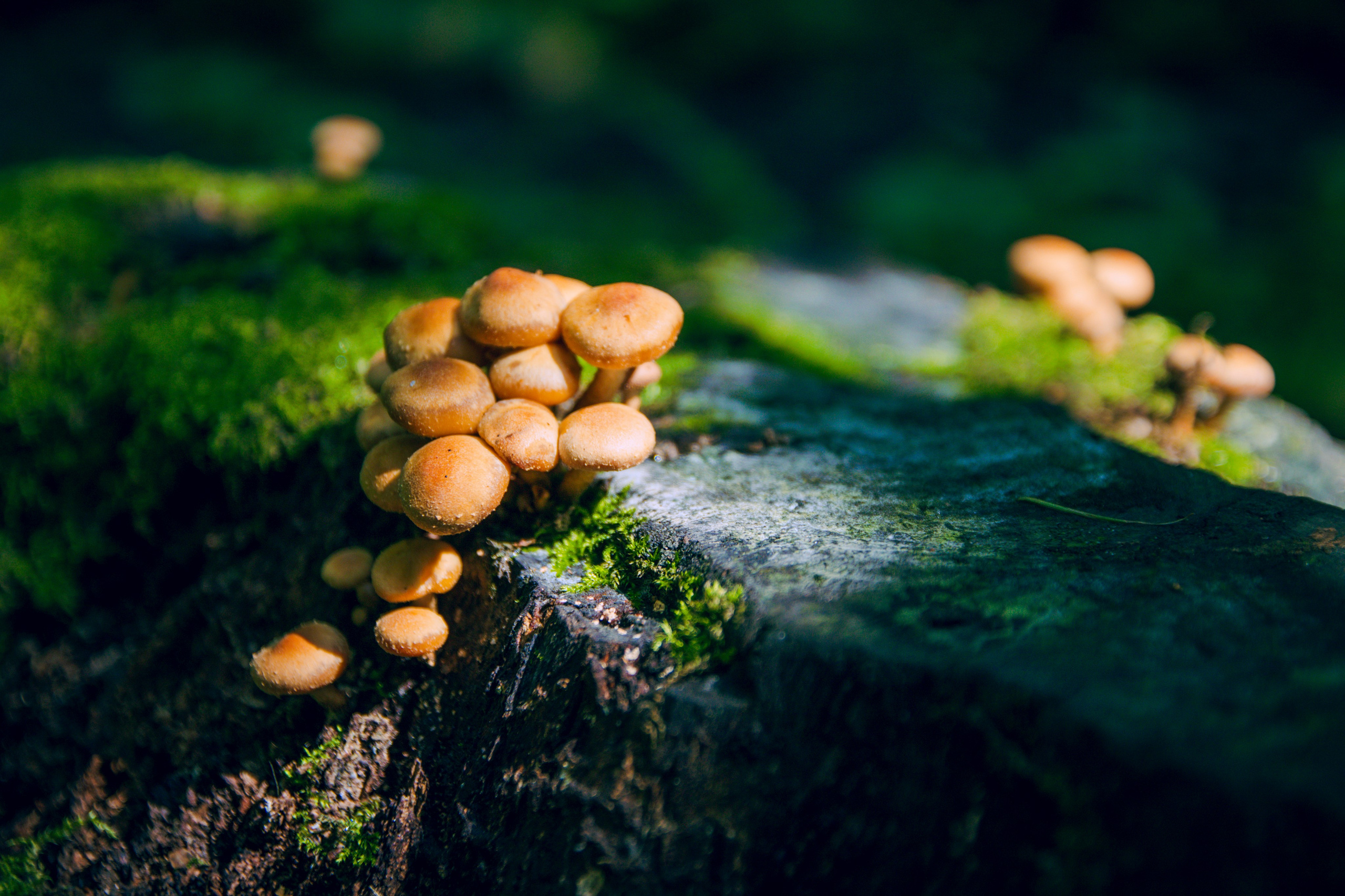 Из наблюдений. Плак или Квак