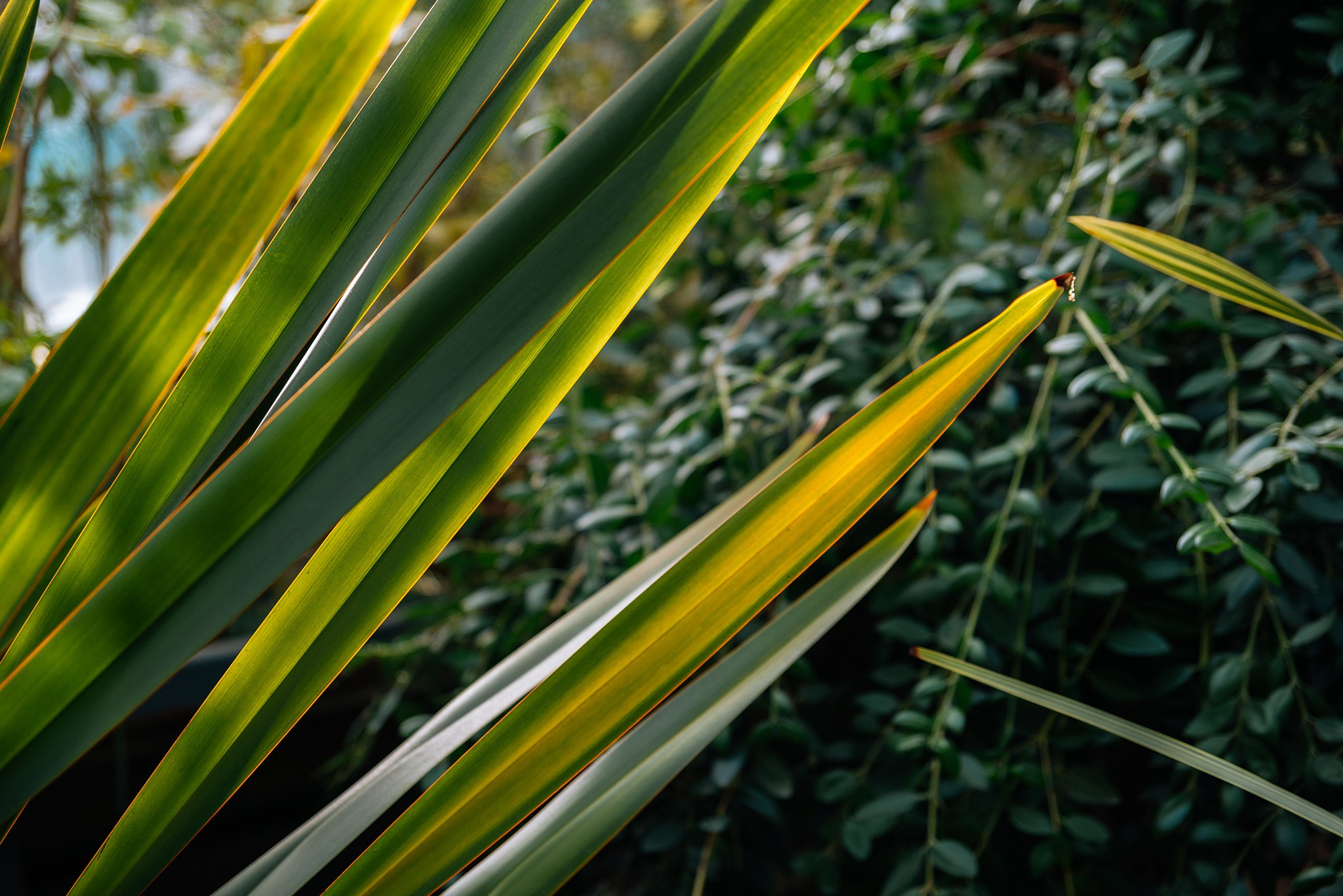 Ботанический сад. Субтропический маршрут. Март 26. Репортажный фотограф в Санкт-Петербурге Анастасия Клёпова