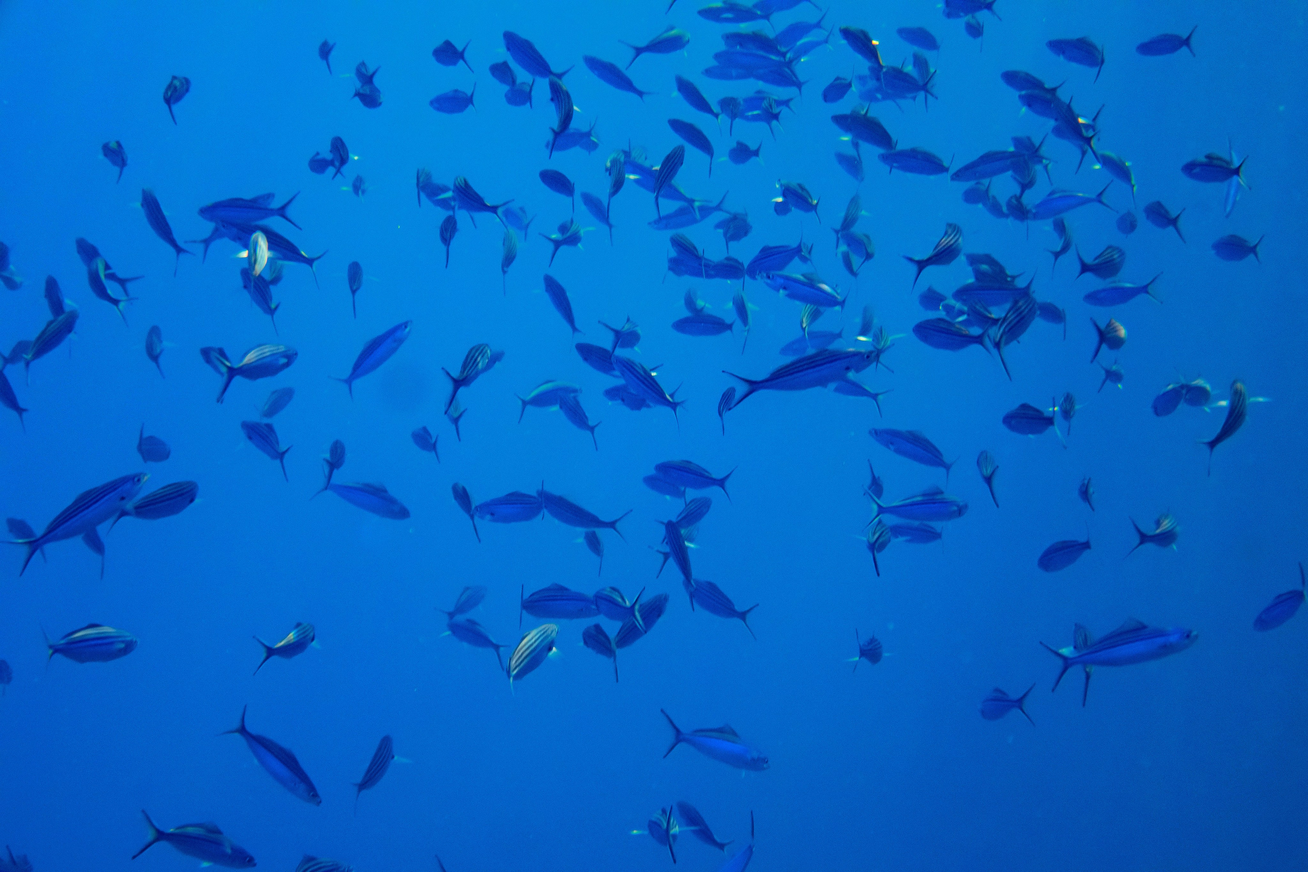 Fish. Фотограф Светлана Голицына