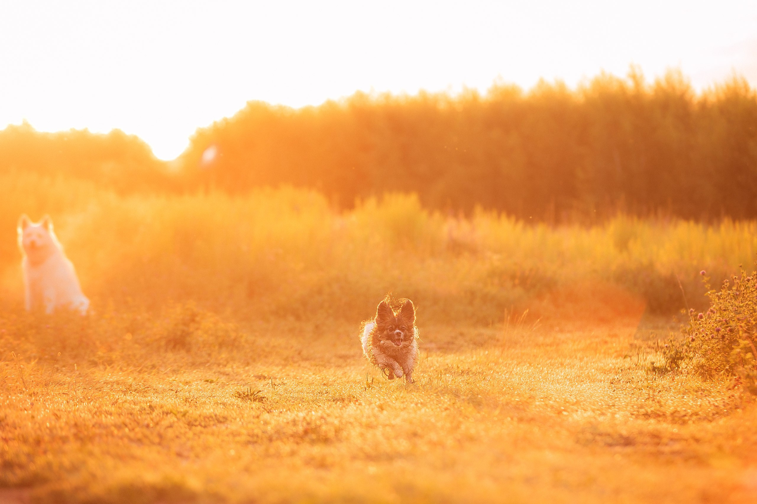 Таня и команда на рассвете. Фотограф анималист Кузнецова Анна Нижний Новгород