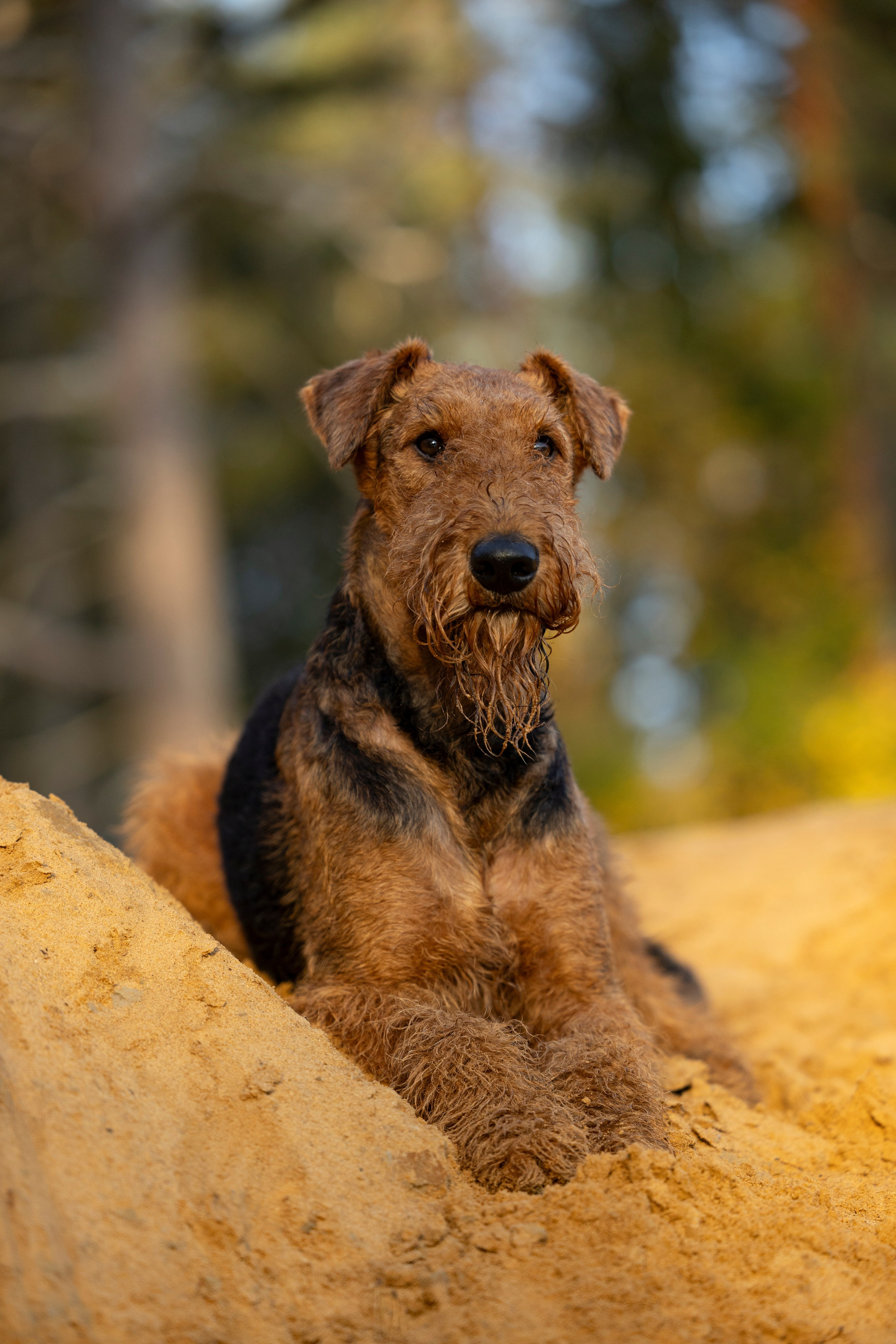 Харди. Фотограф-анималист Анна Маринич