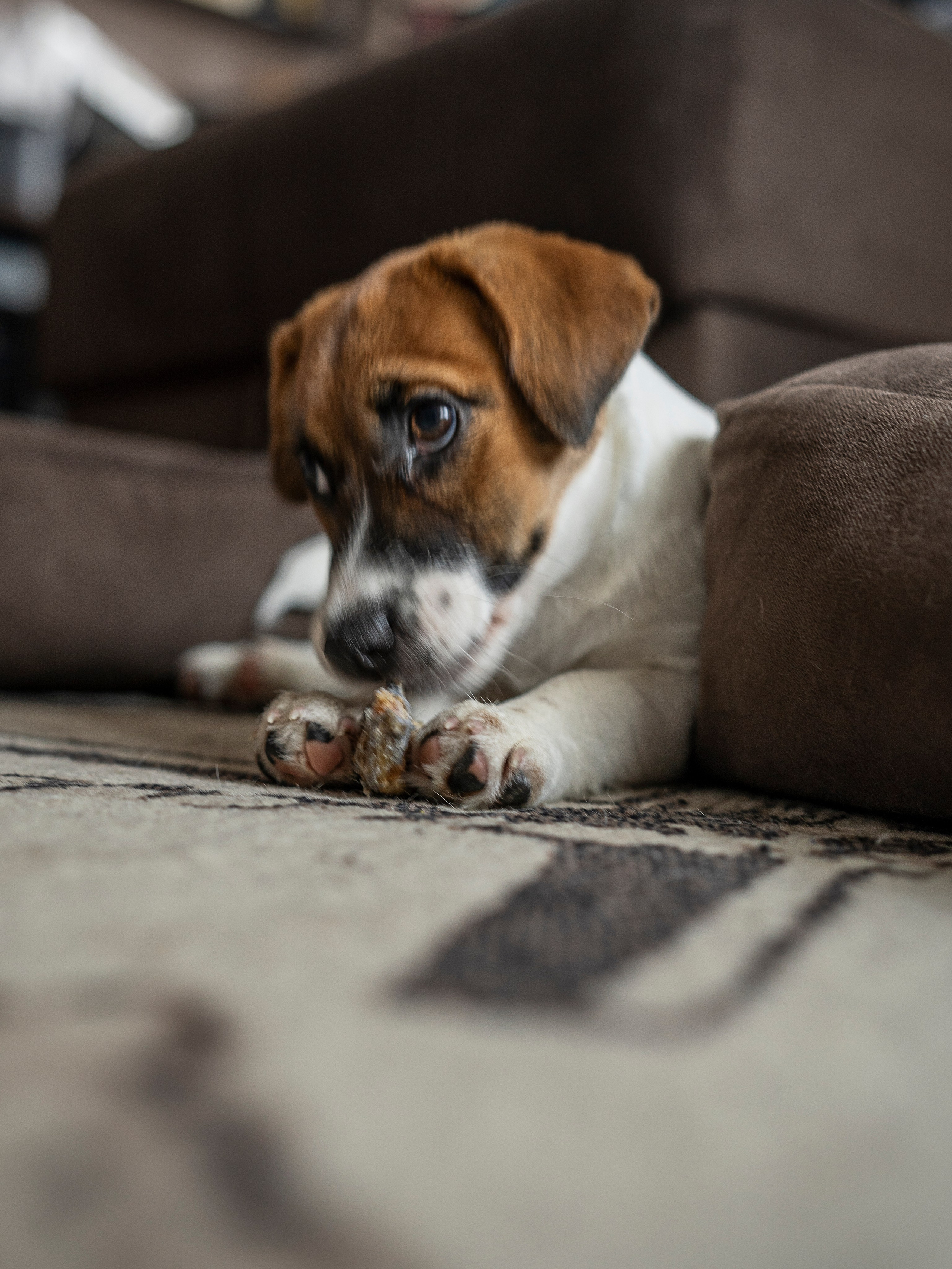 Ляля и Бандит Питомцы. Свадебный и Женский фотограф в г. Кемерово