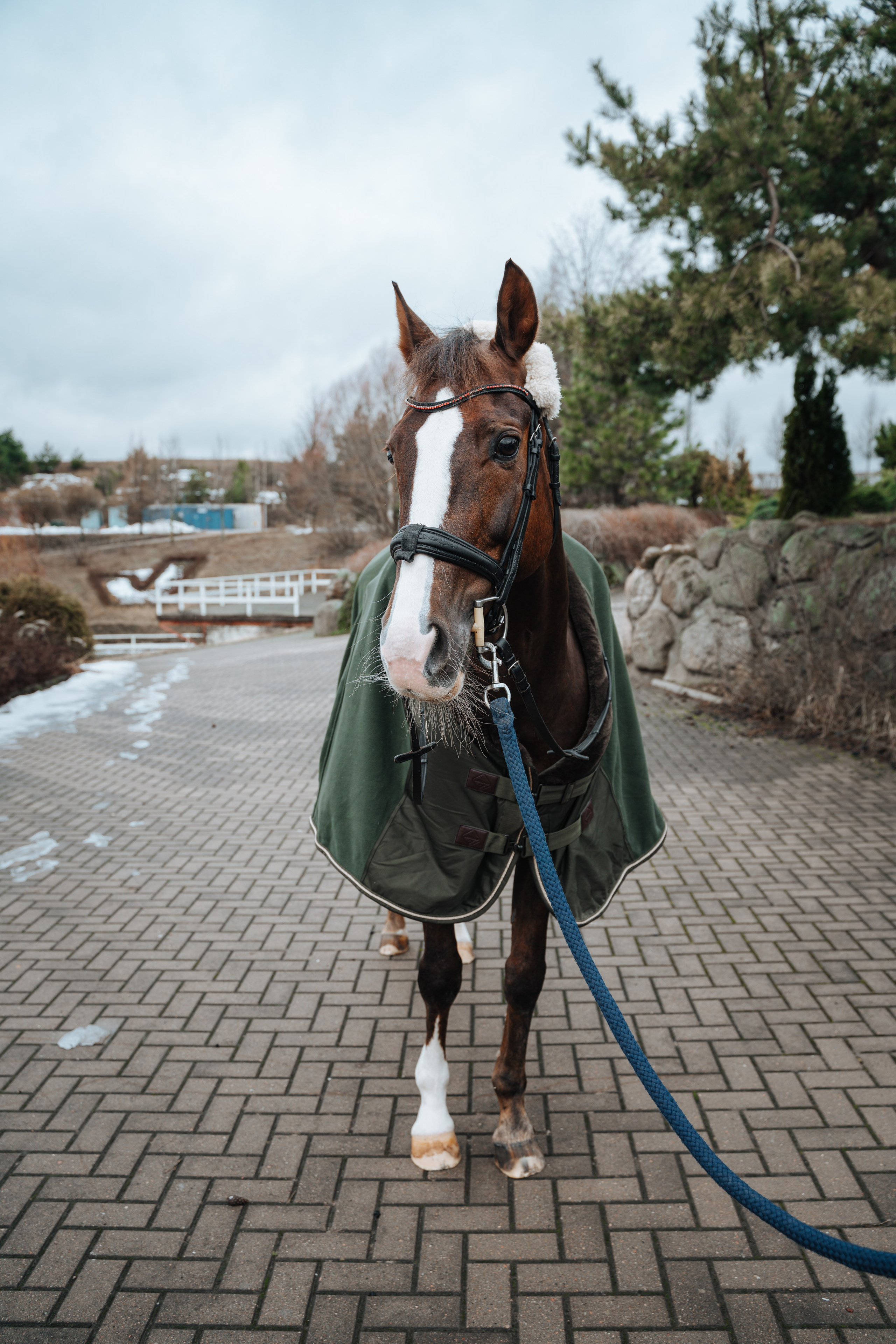 Евгения. Конный клуб. Портретный фотограф в Санкт-Петербурге Дмитриева Наталия