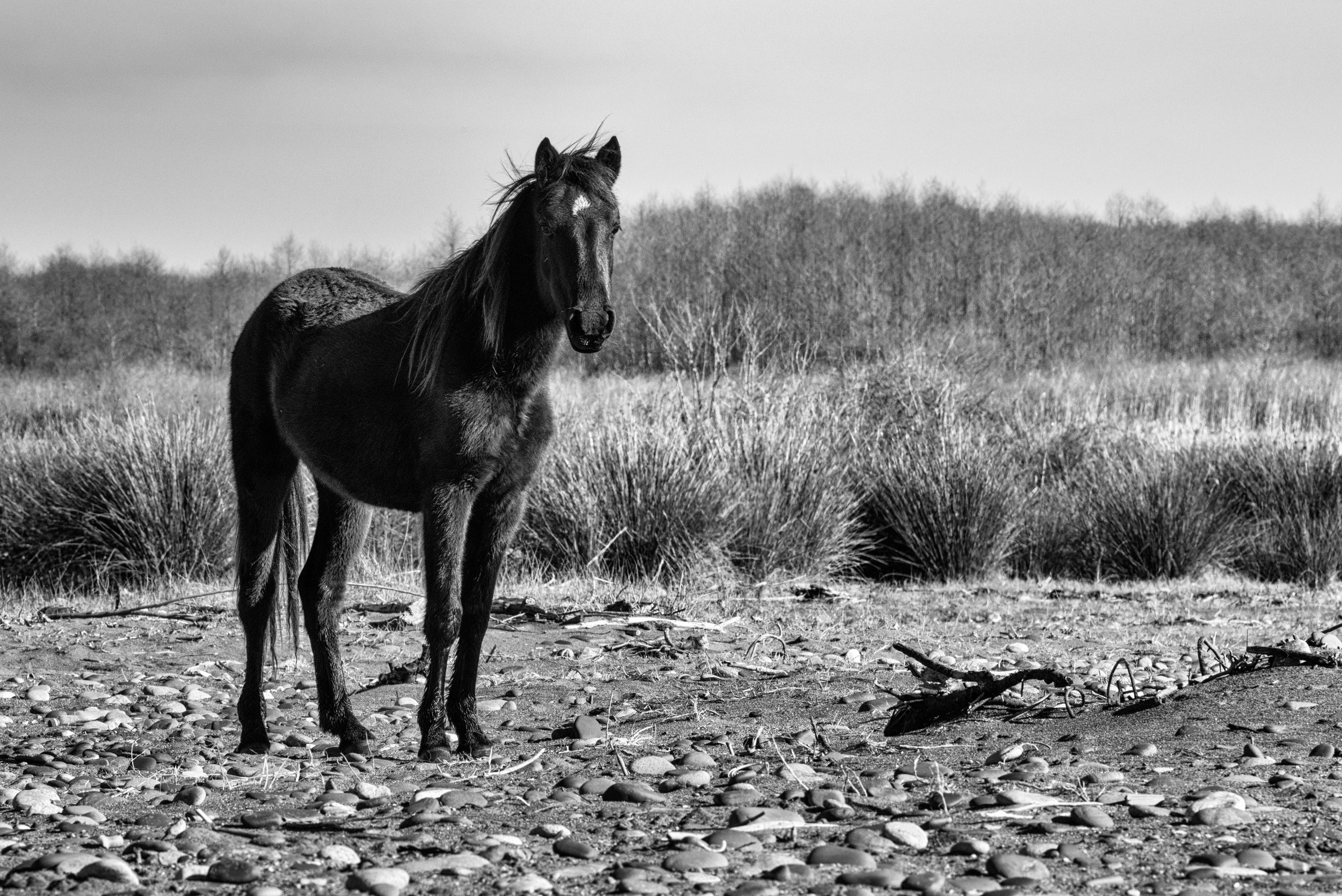 Dimitri Bakhtadze, dogs photos. Dimitri Bakhtadze photographer