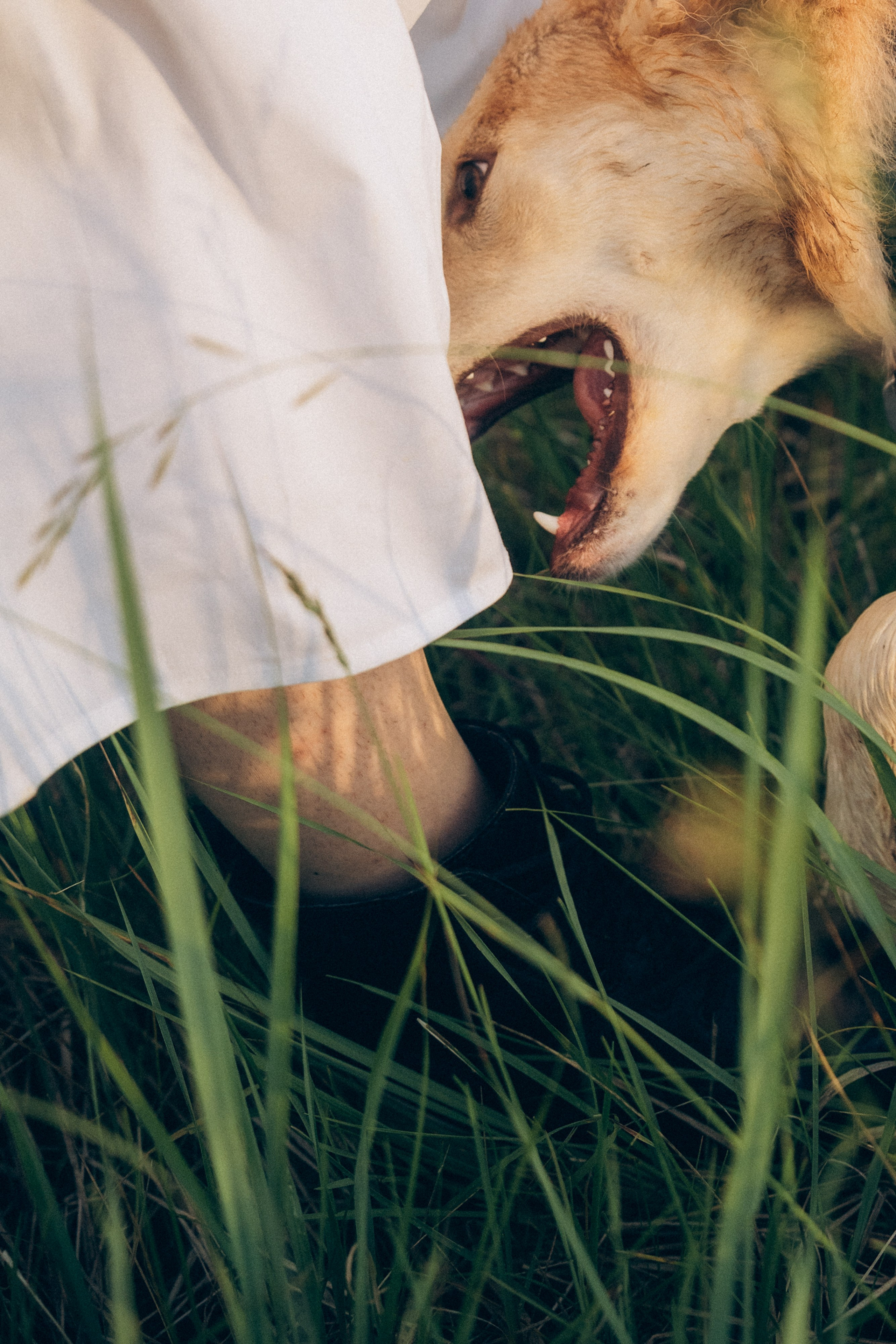 Соня и Кора. Фотограф анималист в Москве и Санкт-Петербурге Свиридова Анна