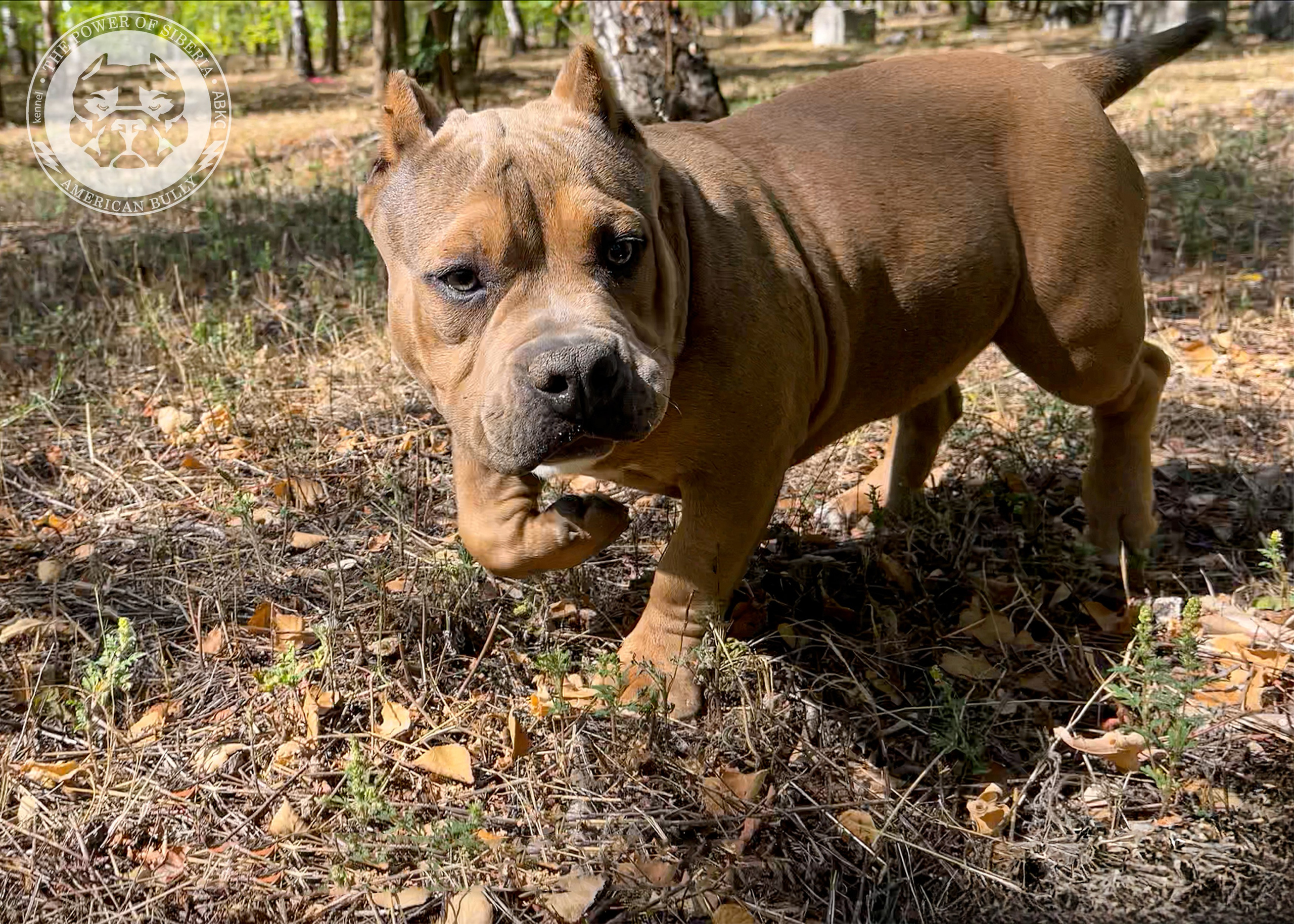 Помет Каспер и Тагира. 21.04.25. Американский Булли в г. Ростов-на-Дону. Питомник THE POWER OF SIBERIA