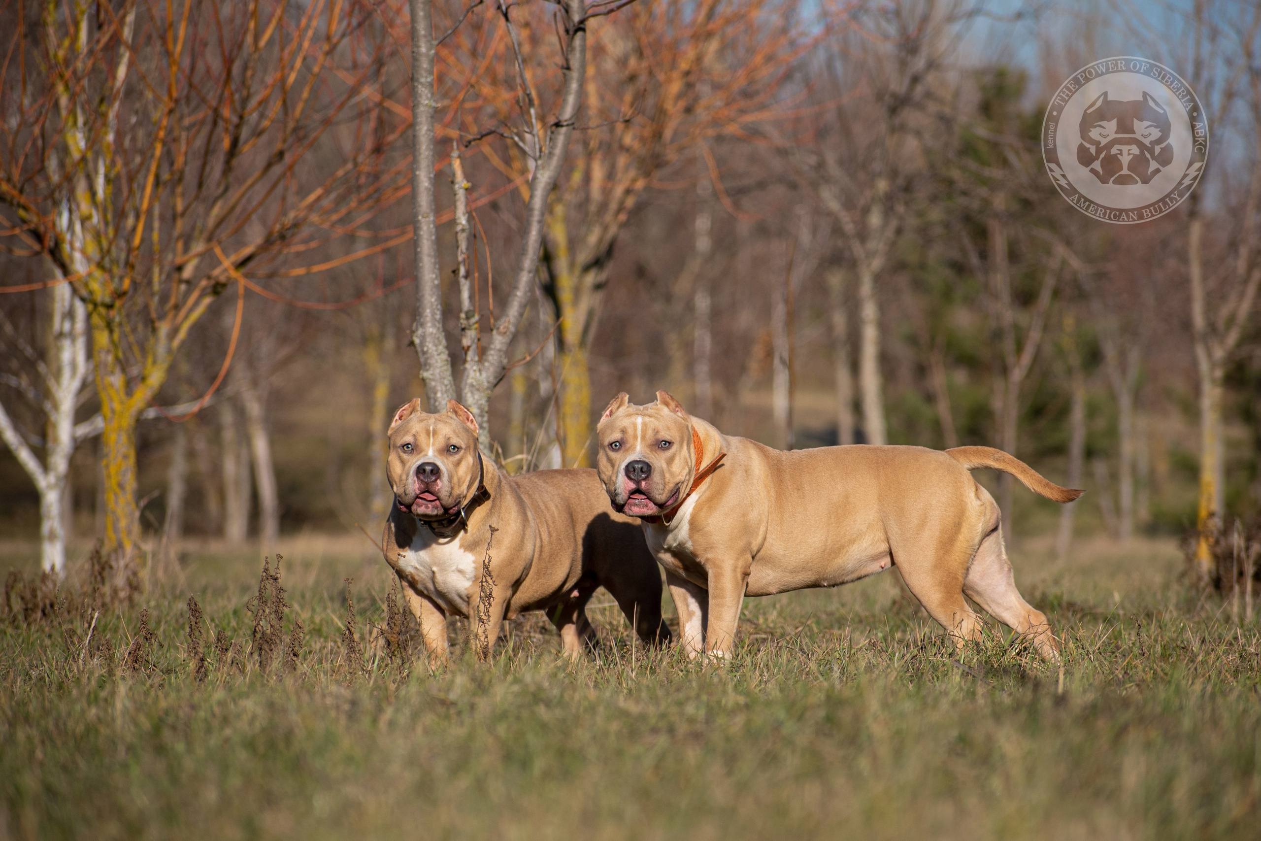 купить щенка в официальном питомнике American Bully на Алтае