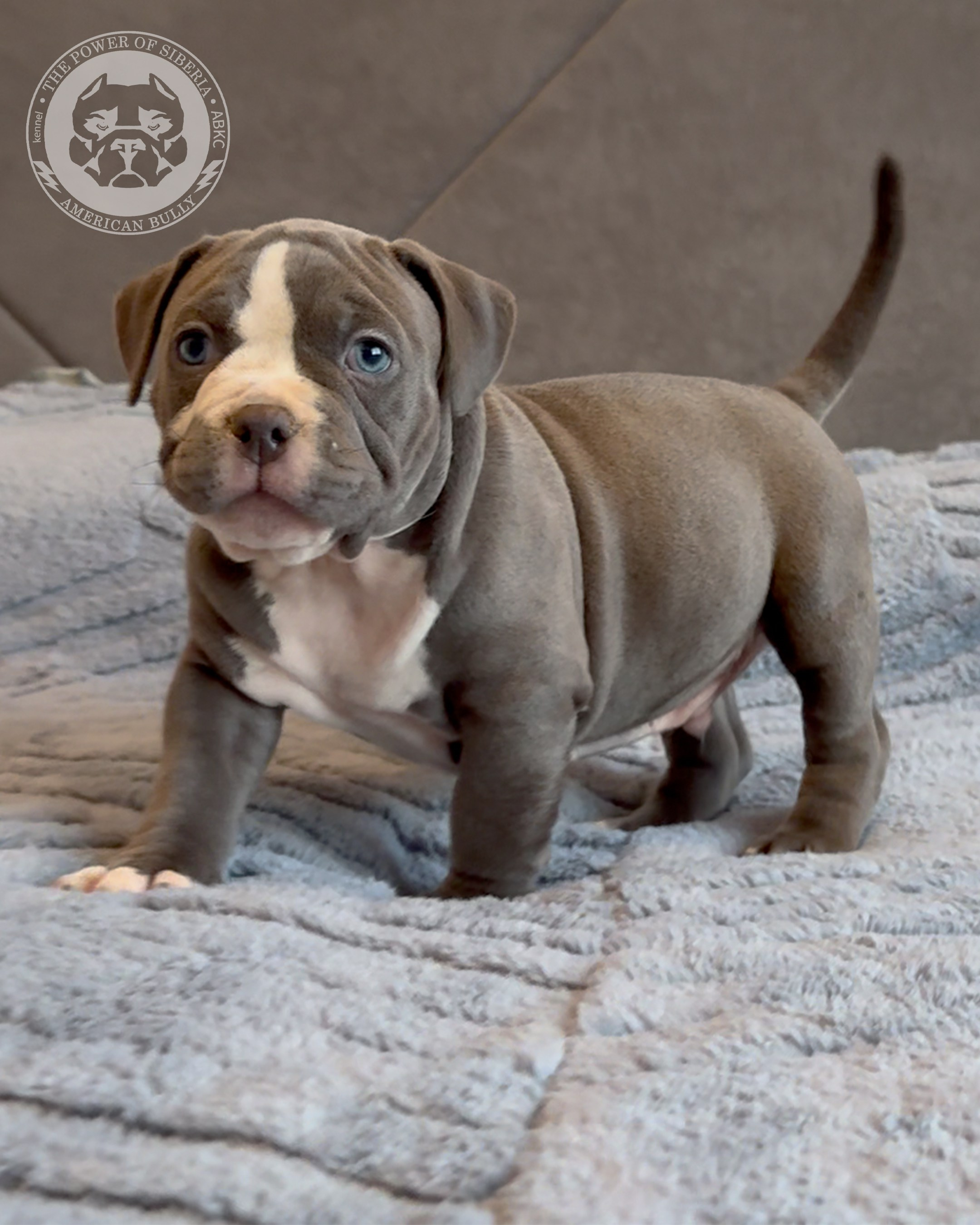 Свободные щенки Американский Булли, в типах покет, классик, стандарт. Американский Булли в г. Ростов-на-Дону. Питомник THE POWER OF SIBERIA