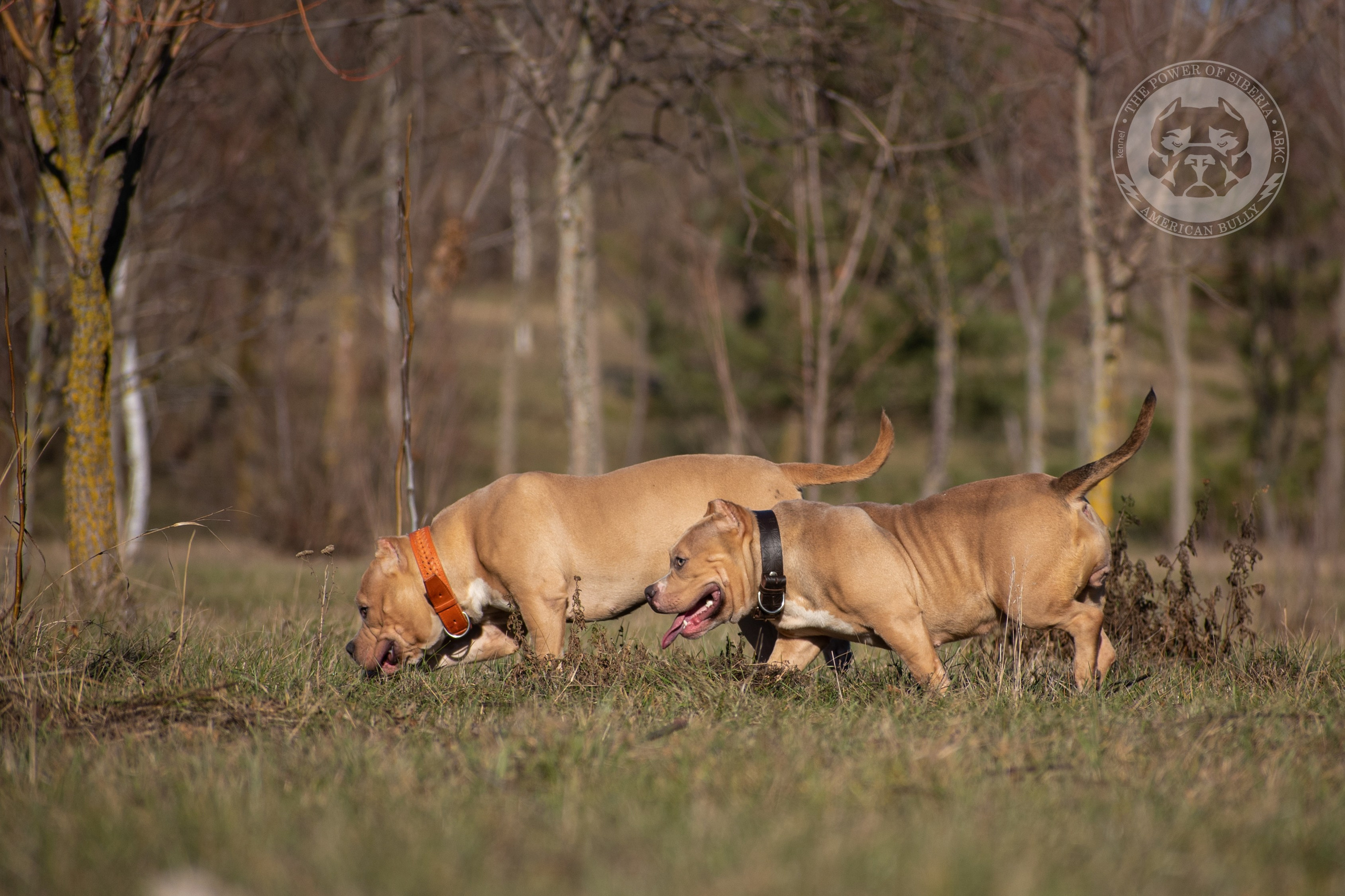 продажа щенков Амбулли на Алтае