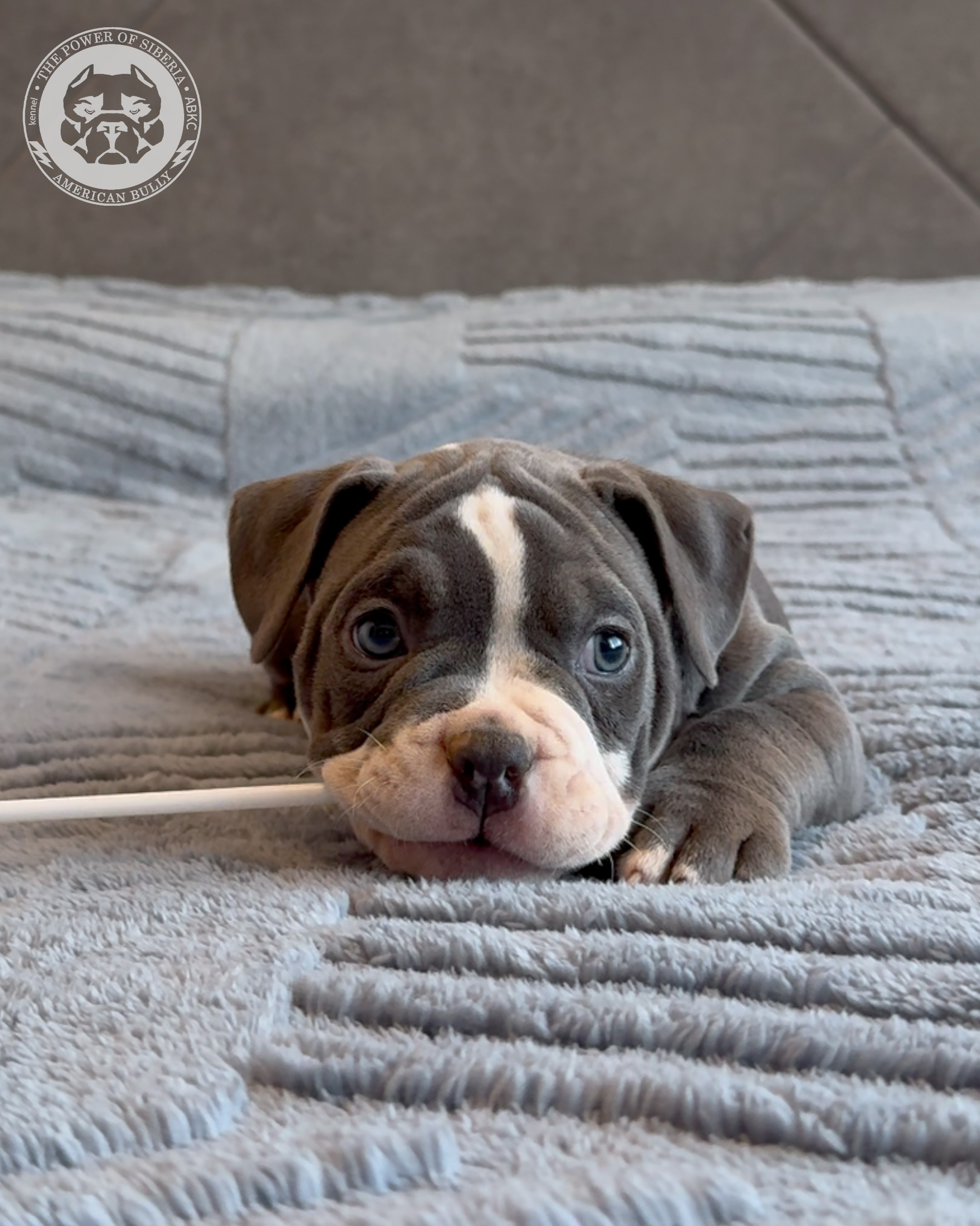 Свободные щенки Американский Булли, в типах покет, классик, стандарт. Американский Булли в г. Ростов-на-Дону. Питомник THE POWER OF SIBERIA