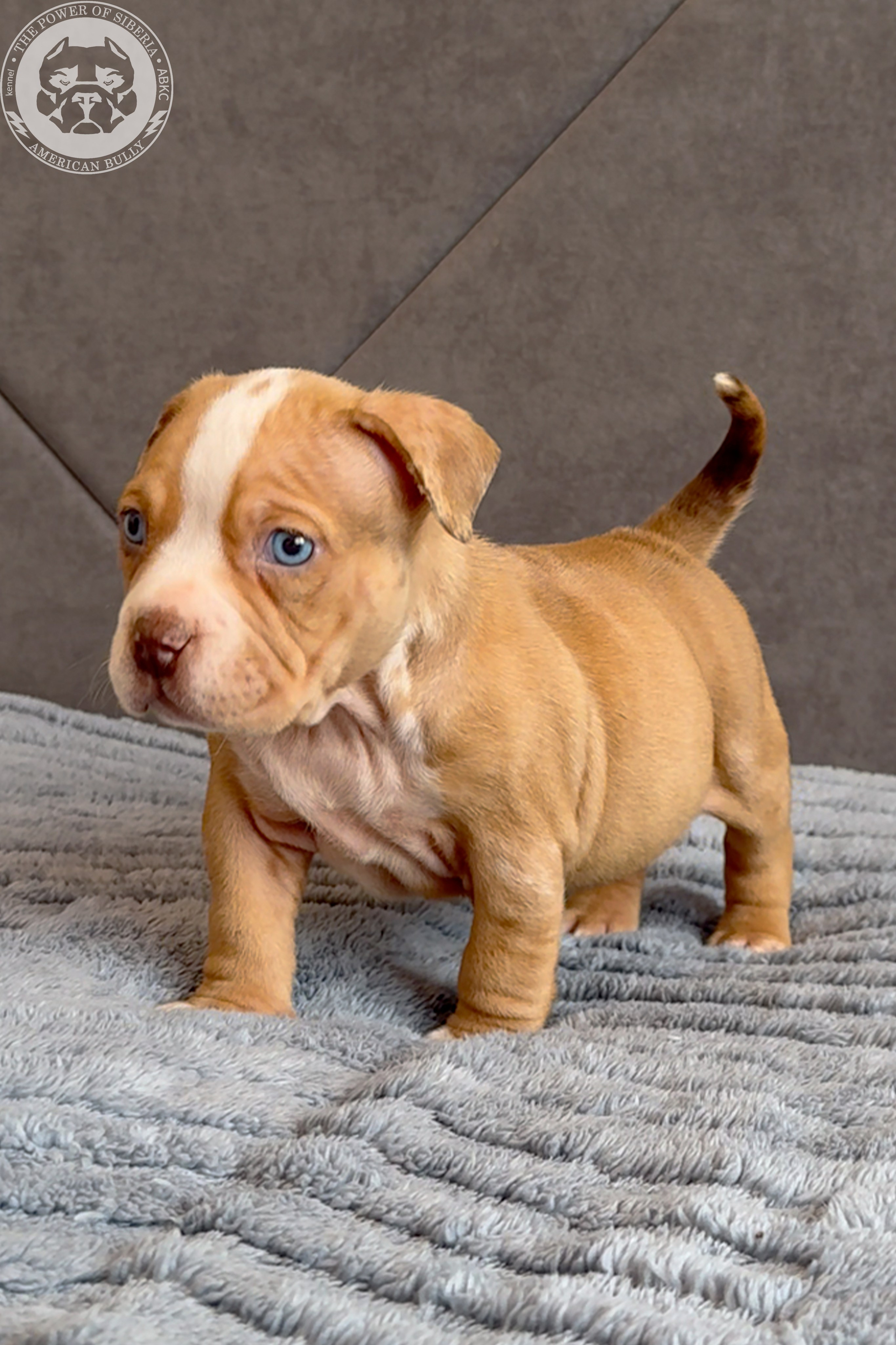Свободные щенки Американский Булли, в типах покет, классик, стандарт. Американский Булли в г. Ростов-на-Дону. Питомник THE POWER OF SIBERIA