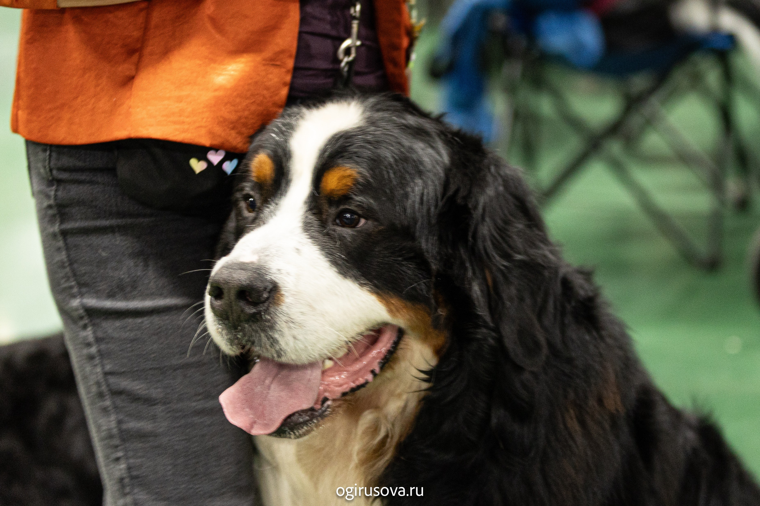 РОО КЛЖ «Олимп"+"Империя"+"Виктория».Выставка собак. Фотограф Ольга Гирусова «Пантерочка» Москва