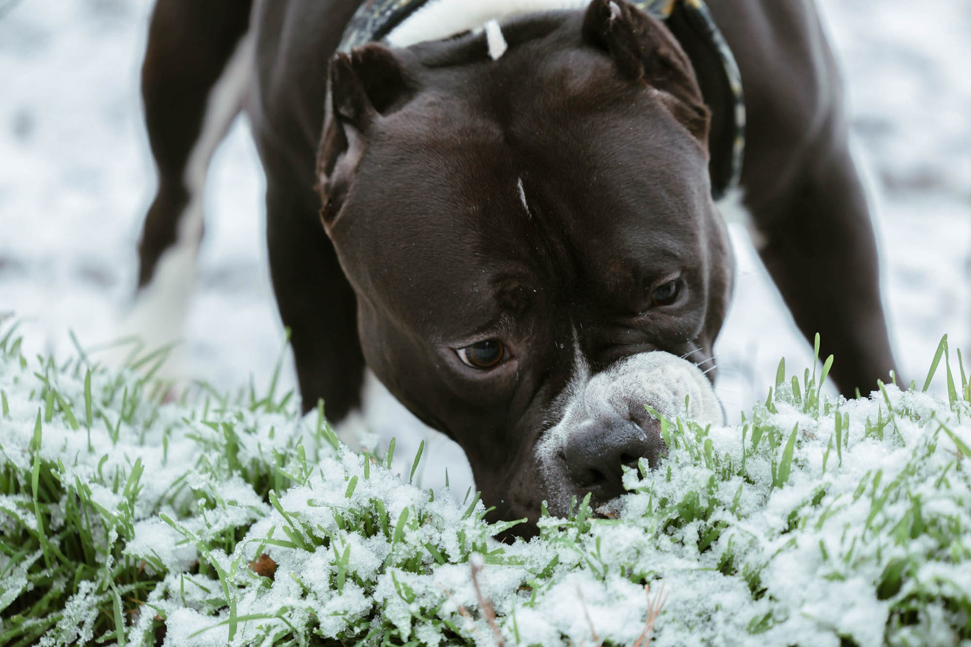 Бумер 24/11/24. Виктория Михайловская. Фотограф-анималист. Москва