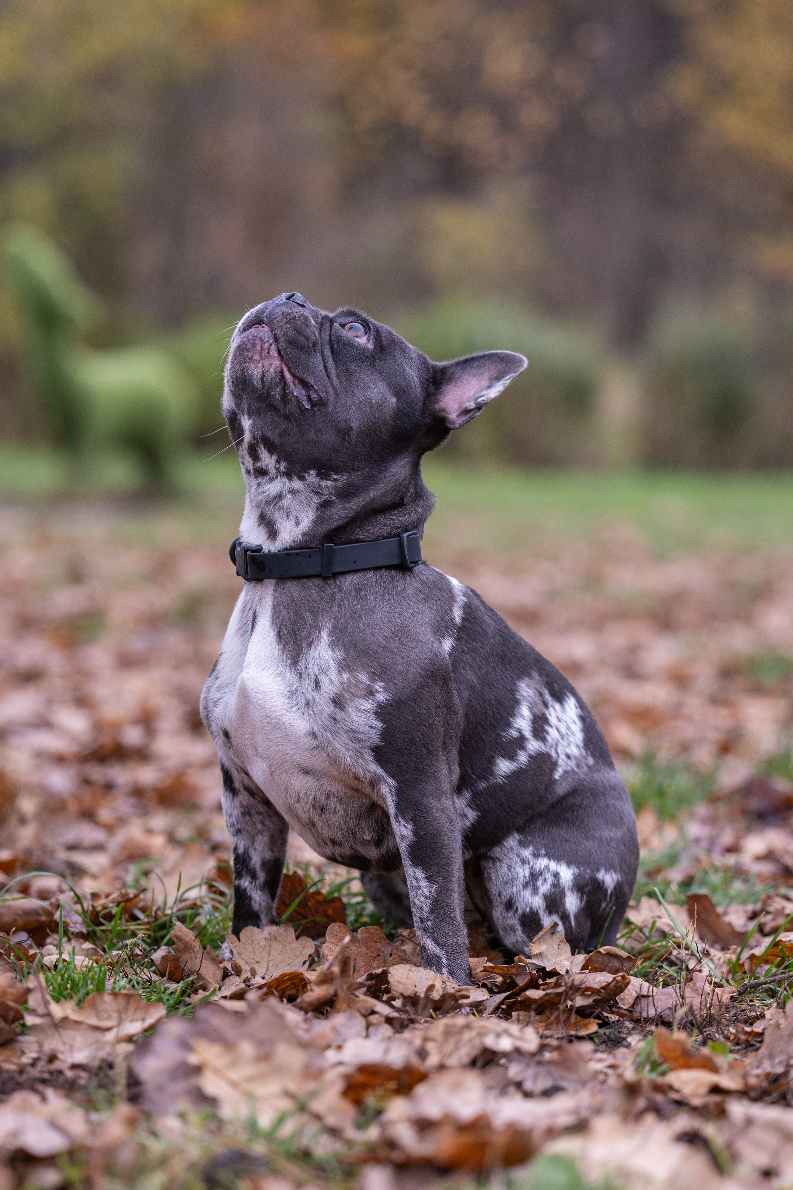 Буся. Виктория Михайловская. Фотограф-анималист. Москва