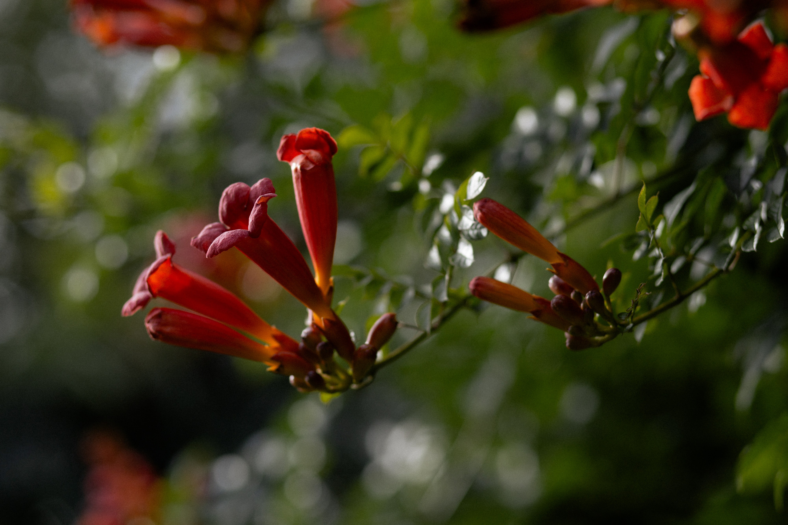 Свадебная фотосессия Анастасии и Игоря в Усадьбе Легенда. Свадебный фотограф в Минске/Беларуси Сергей Спиридонов