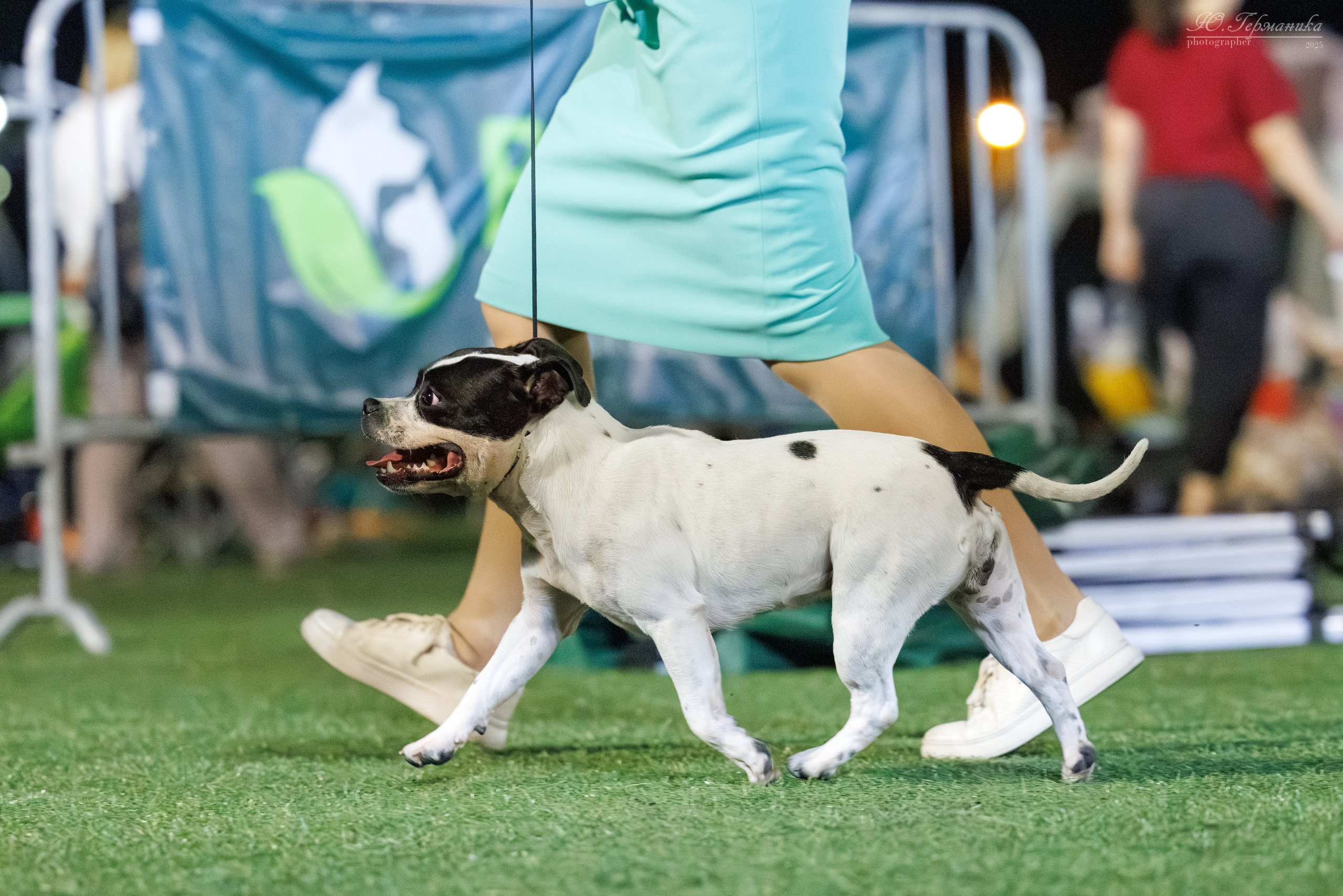 Калининград 25-27.07 Волгоград 1-3.08 2025. Фотограф-анималист Юлия Германика