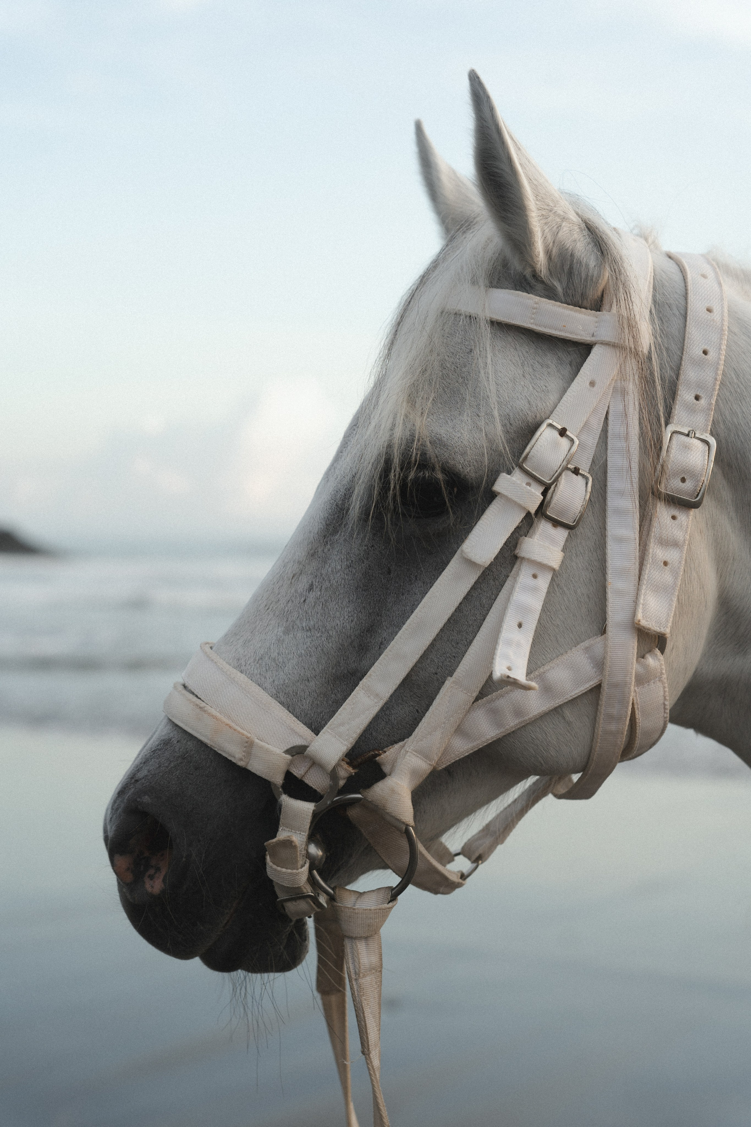 Люси. Фотограф Alena Ray